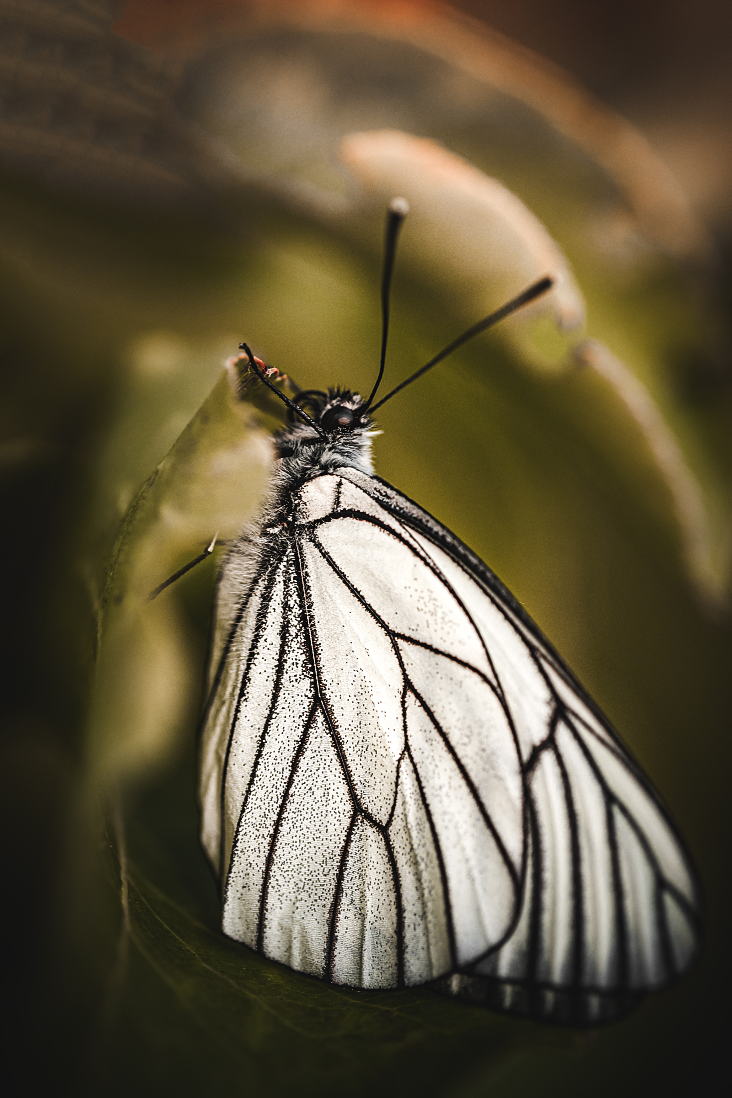 , Сергей Белокуров