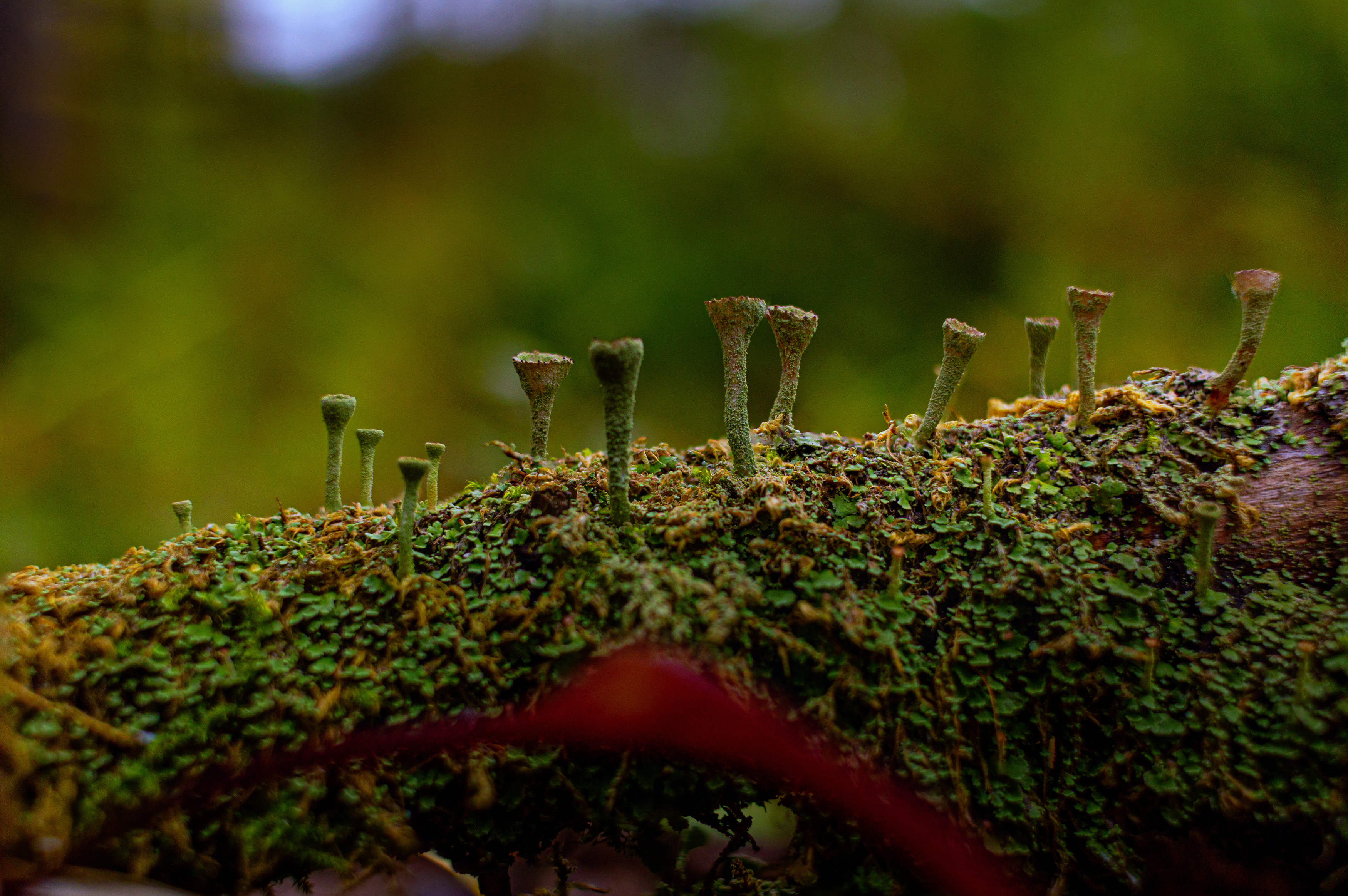 , Кокорин Алексей