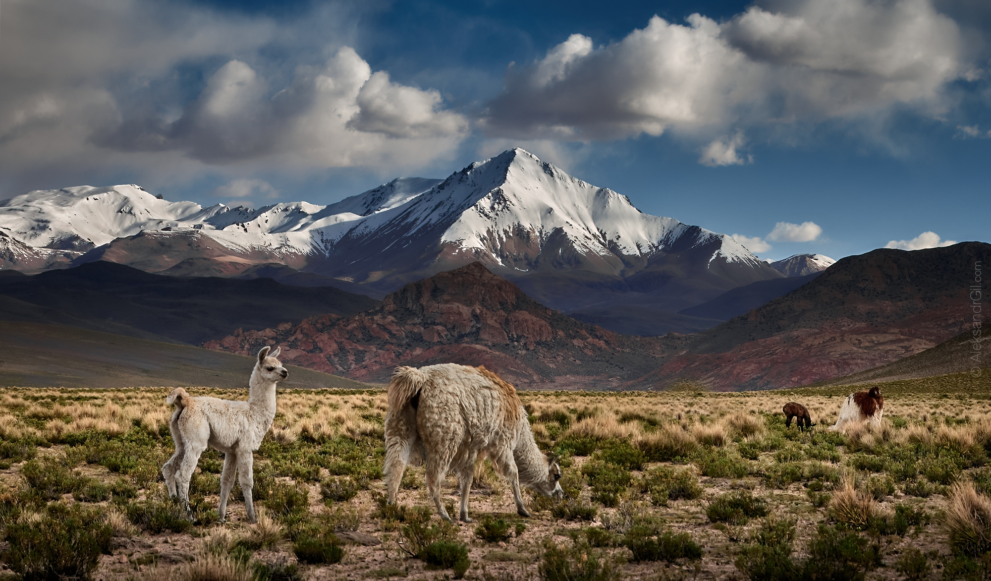 лама lama боливия bolivia горы mountain, Гиль Александр