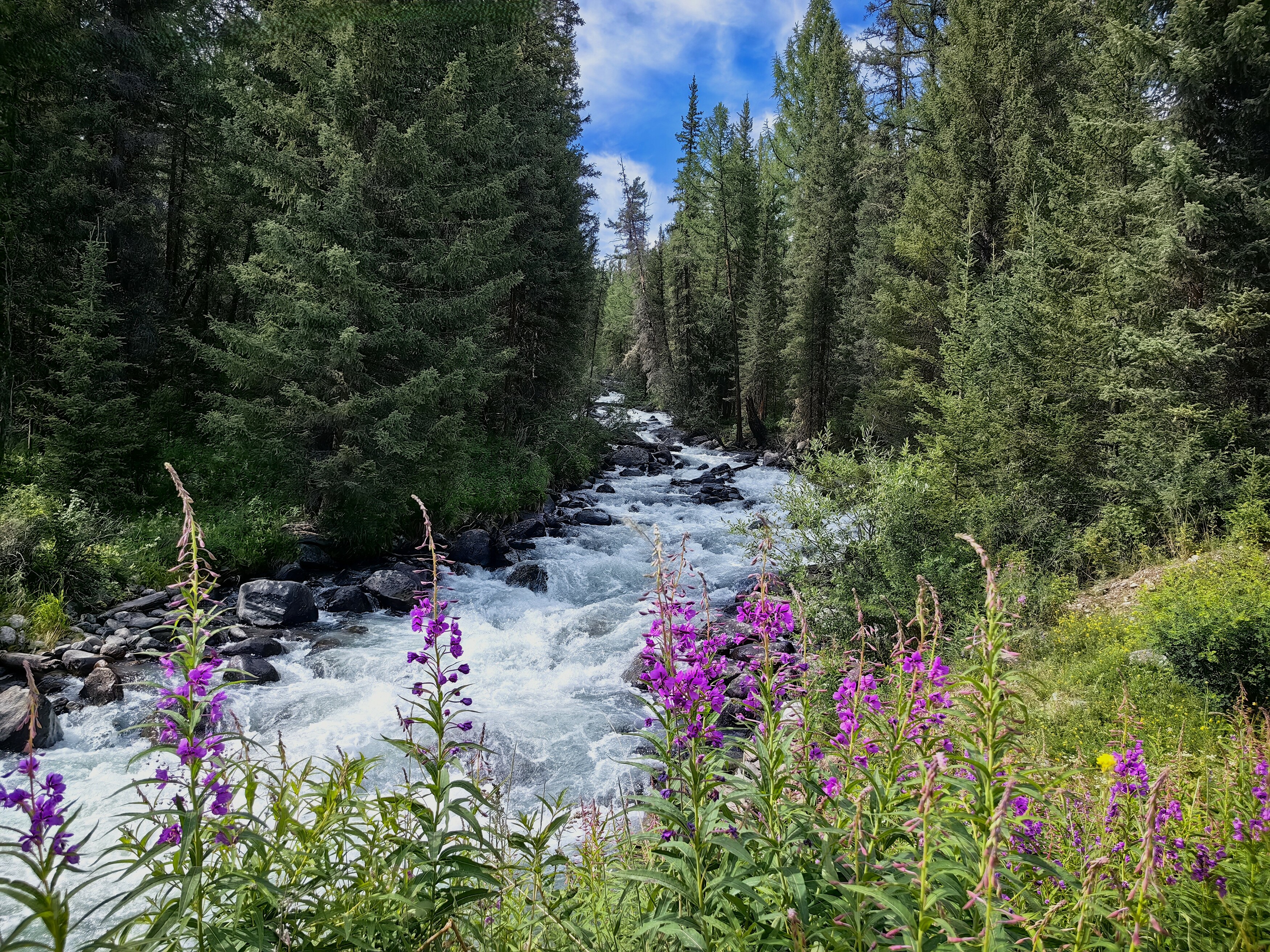 природа,алтай,река тюнь,растения, иван чай,деревья,ели, Козлова Галина
