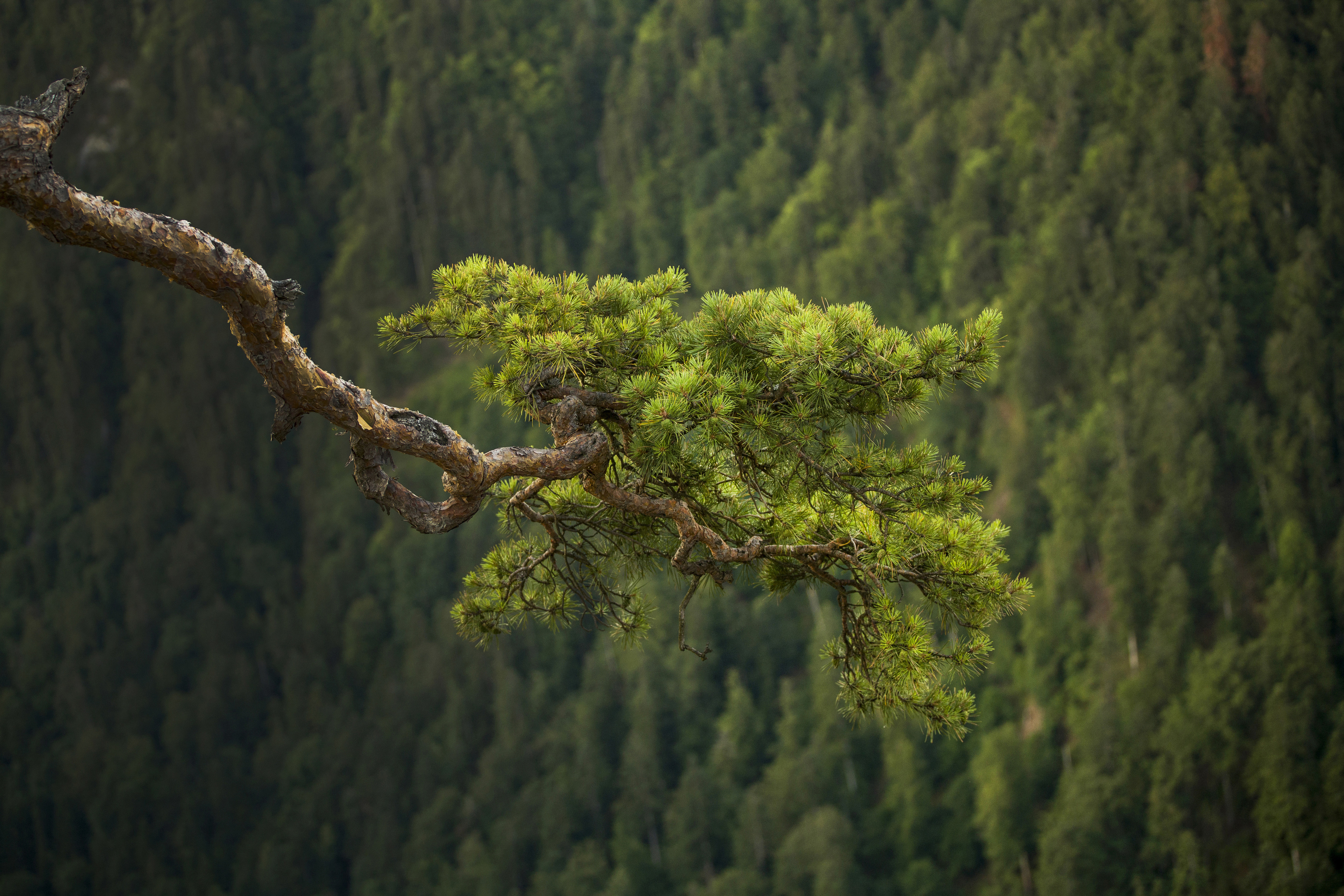 Horizontal, Tree, Nature, Mountain, Forest, Plant, Landscape, Nature, Damian Cyfka