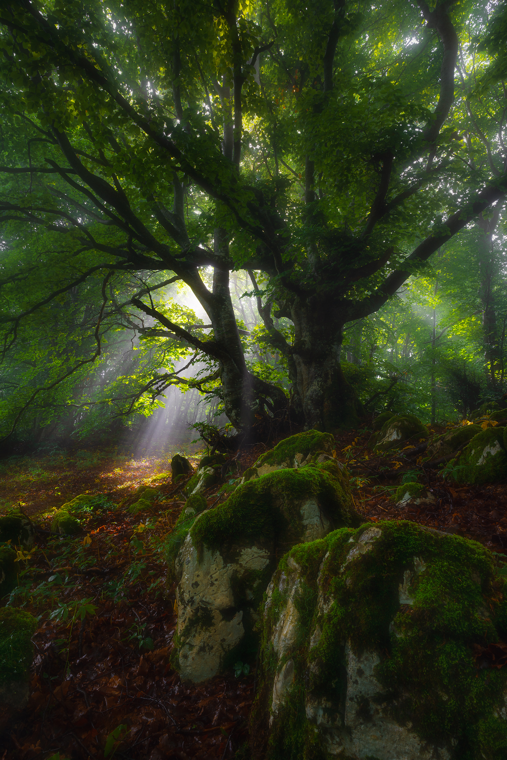 , Szabo Zsolt Andras