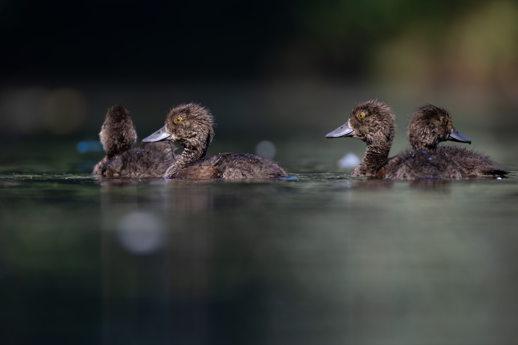 нырок, хохлатая чернеть, утка, птицы, утенок, Руслан Pl