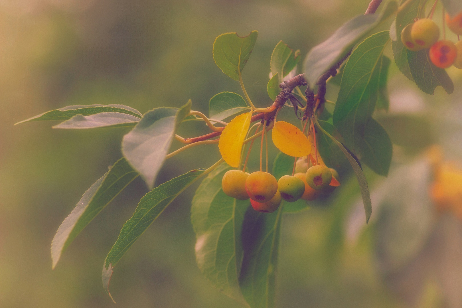 яблоня, Александр Канцур