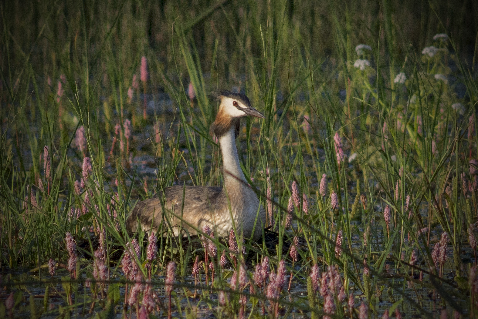 , Руслан Соколов