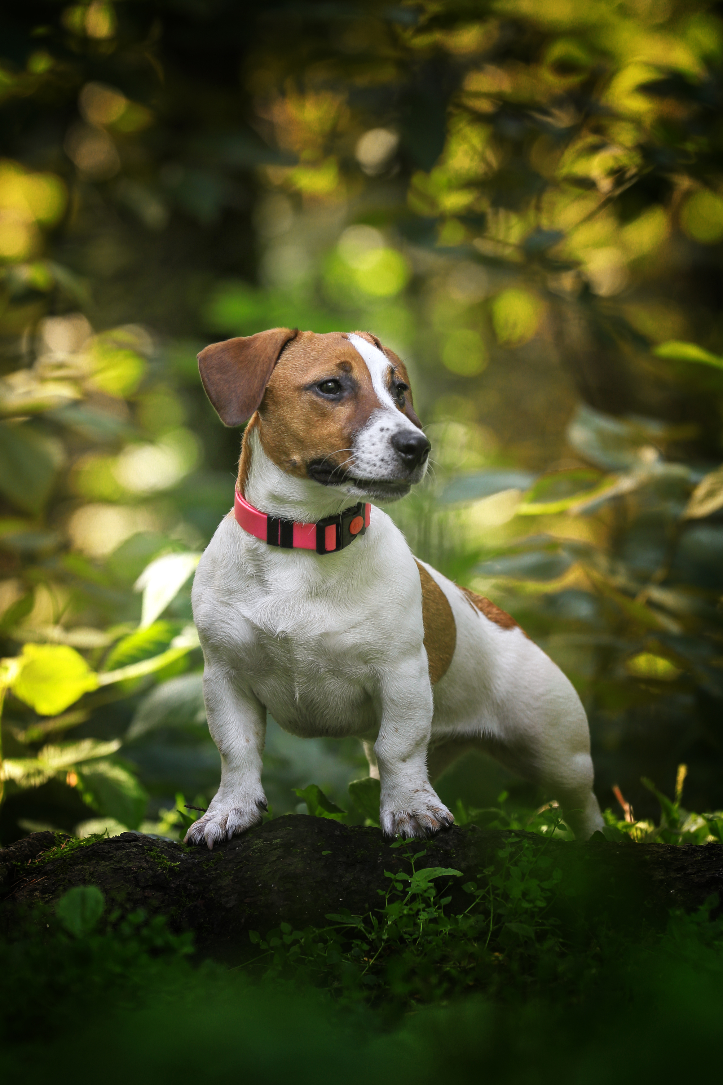 , Андрей Ершов