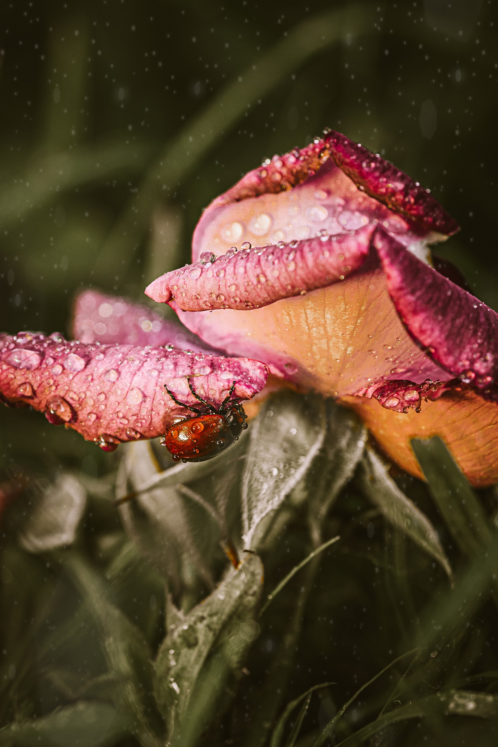 , Сергей Белокуров