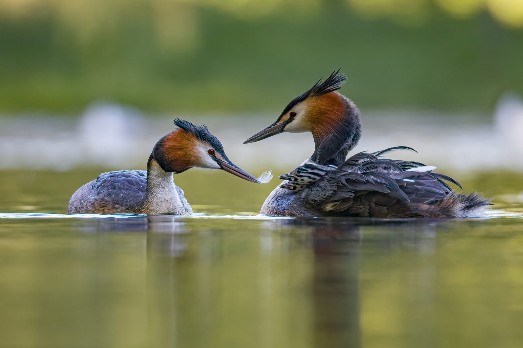 чомга, птенцы, птицы, поганка, большая поганка, Руслан Pl