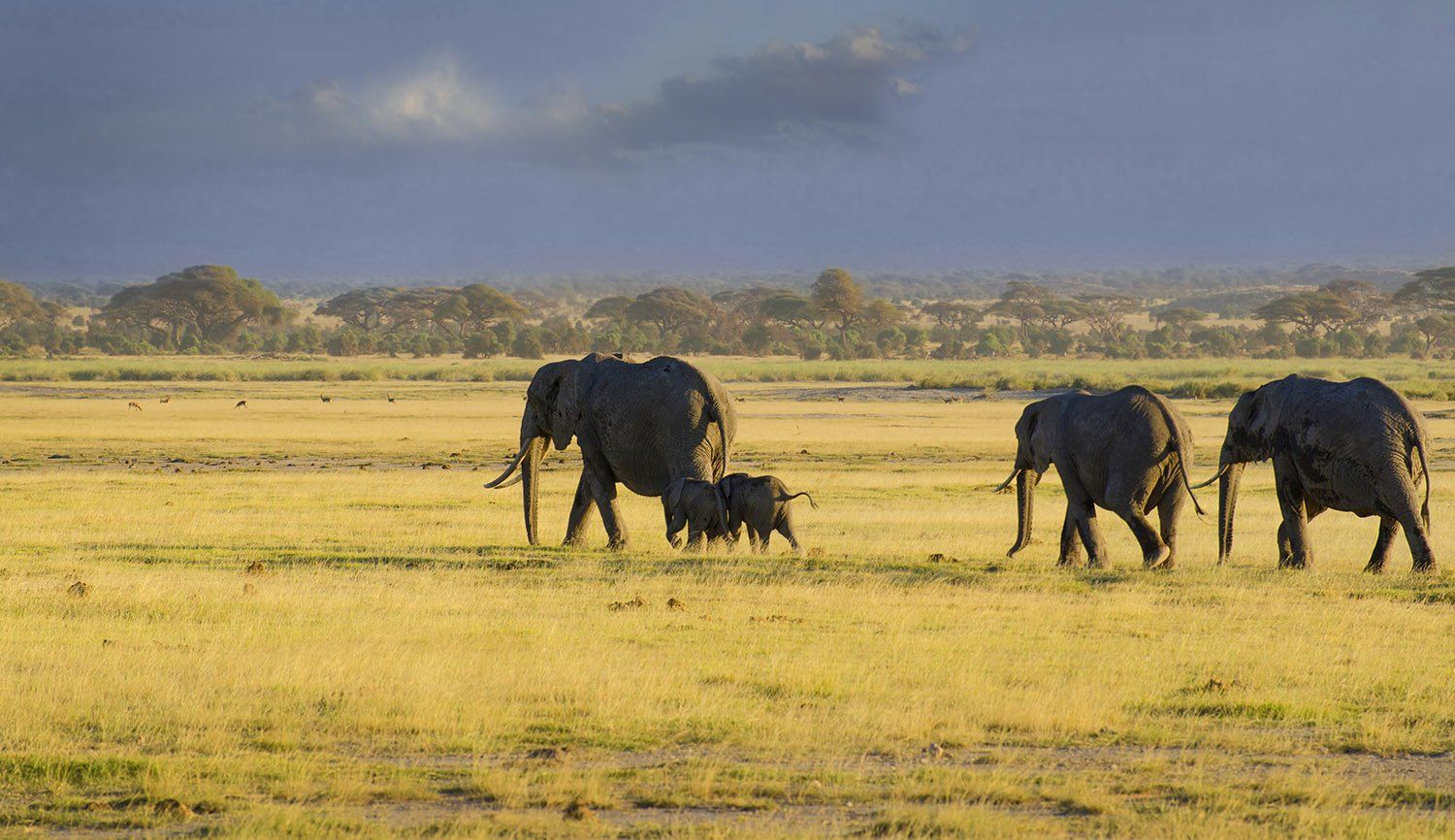 слоны, сафари, Кения, Африка, Марина Мудрова