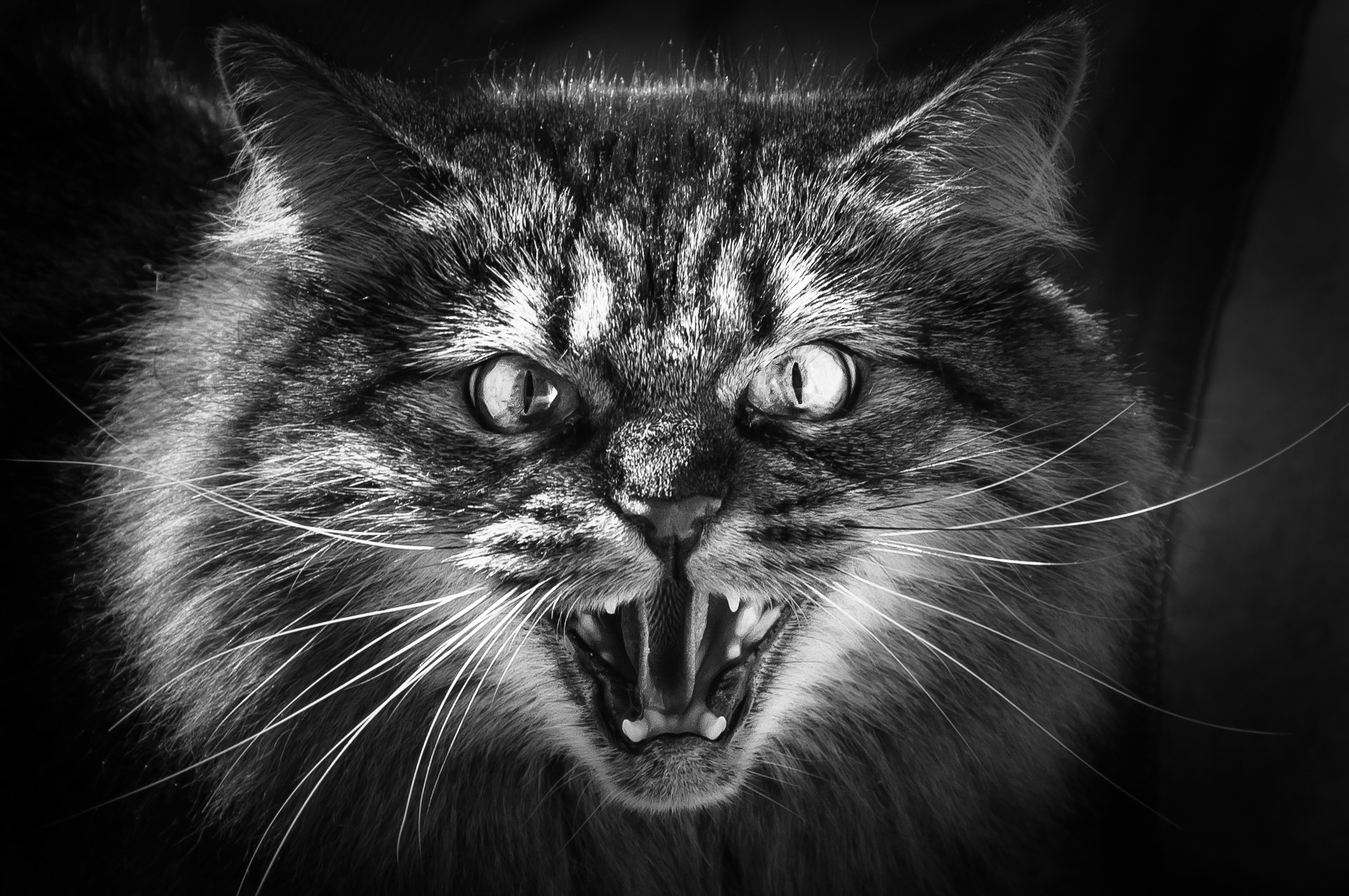 Scared cat. Злой кот. Злая кошка. Злобный. Кошачий оскал.