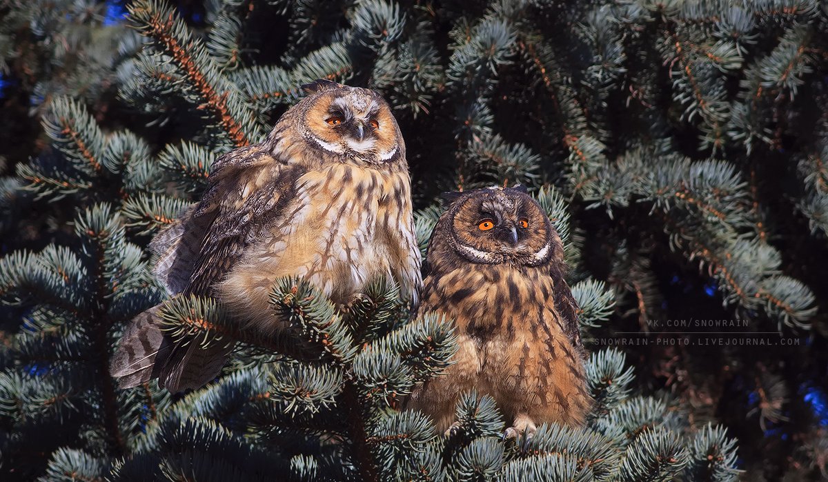 Owl, Wildlife, Wildlife photography, Анималистика, Сова, Ушастая сова, Фотоохота, Snowrain