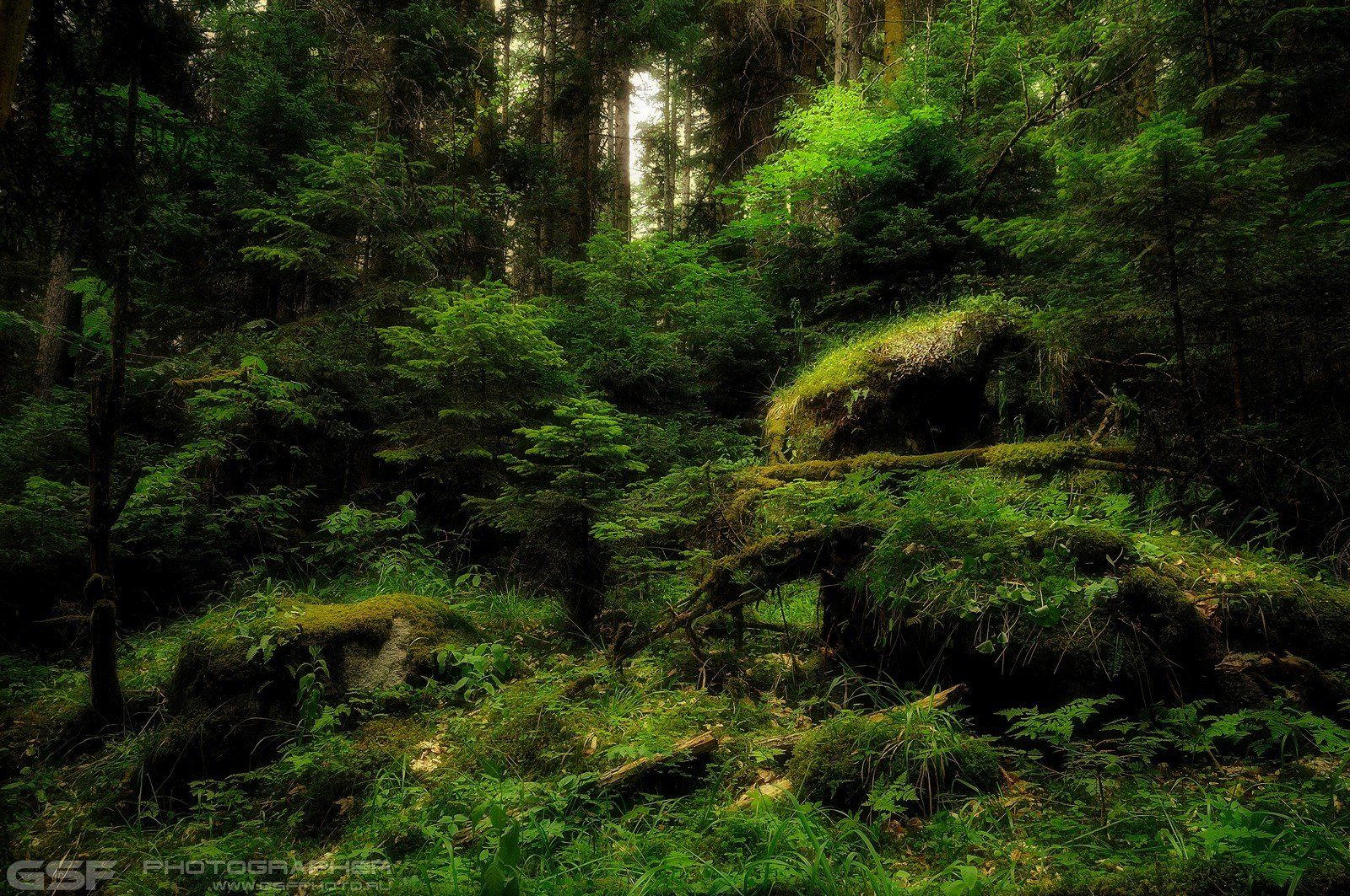 Природа Лес Деревья Зелень Листва Лето, Serj Master