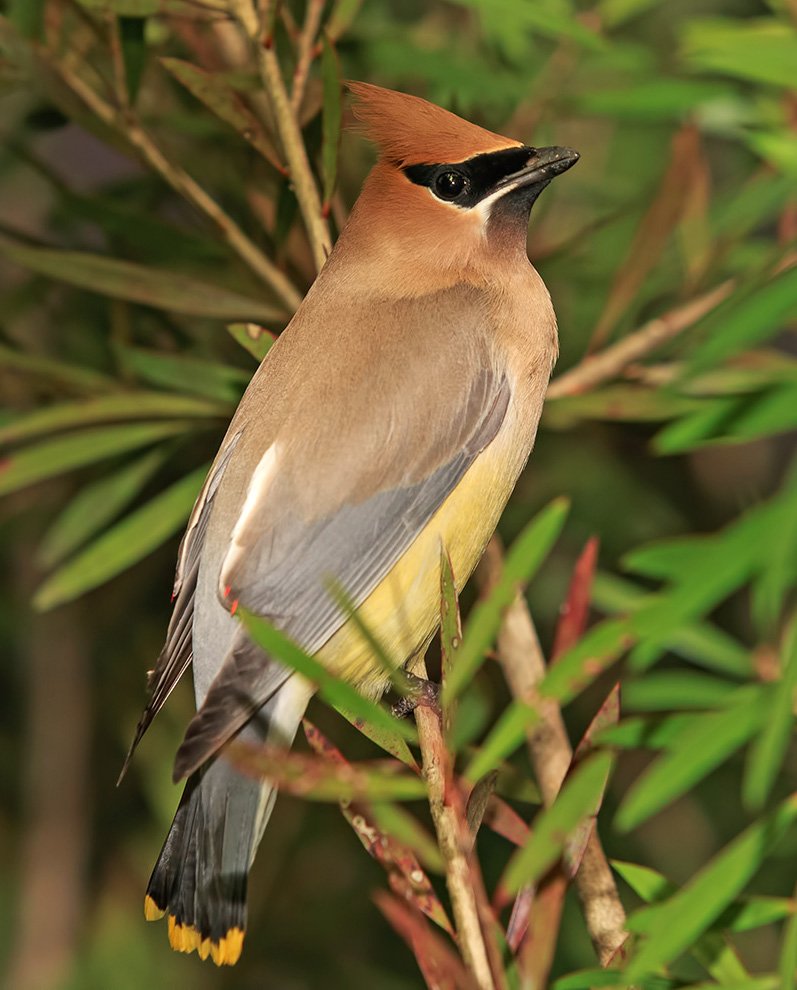 cedar waxwing, американский свиристель, свиристель,  waxwing, Elizabeth Etkind