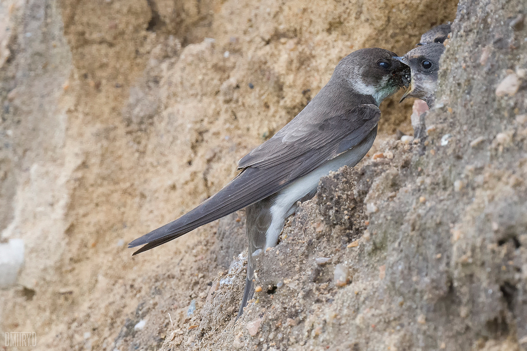 , Дмитрий Доронин