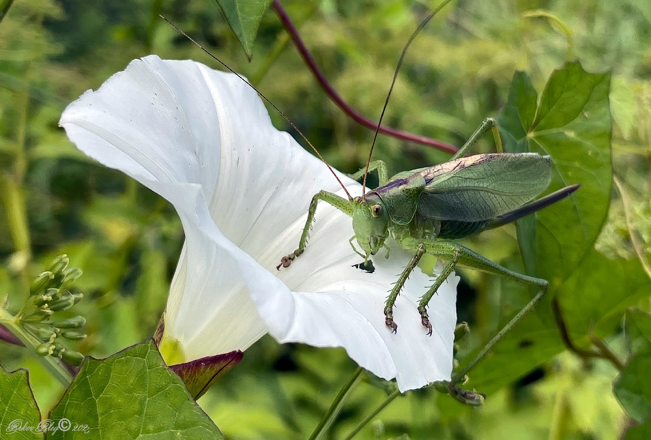 , Орлов Олег