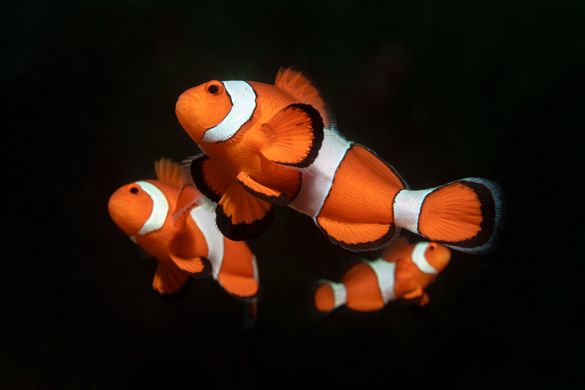 , Савин Андрей