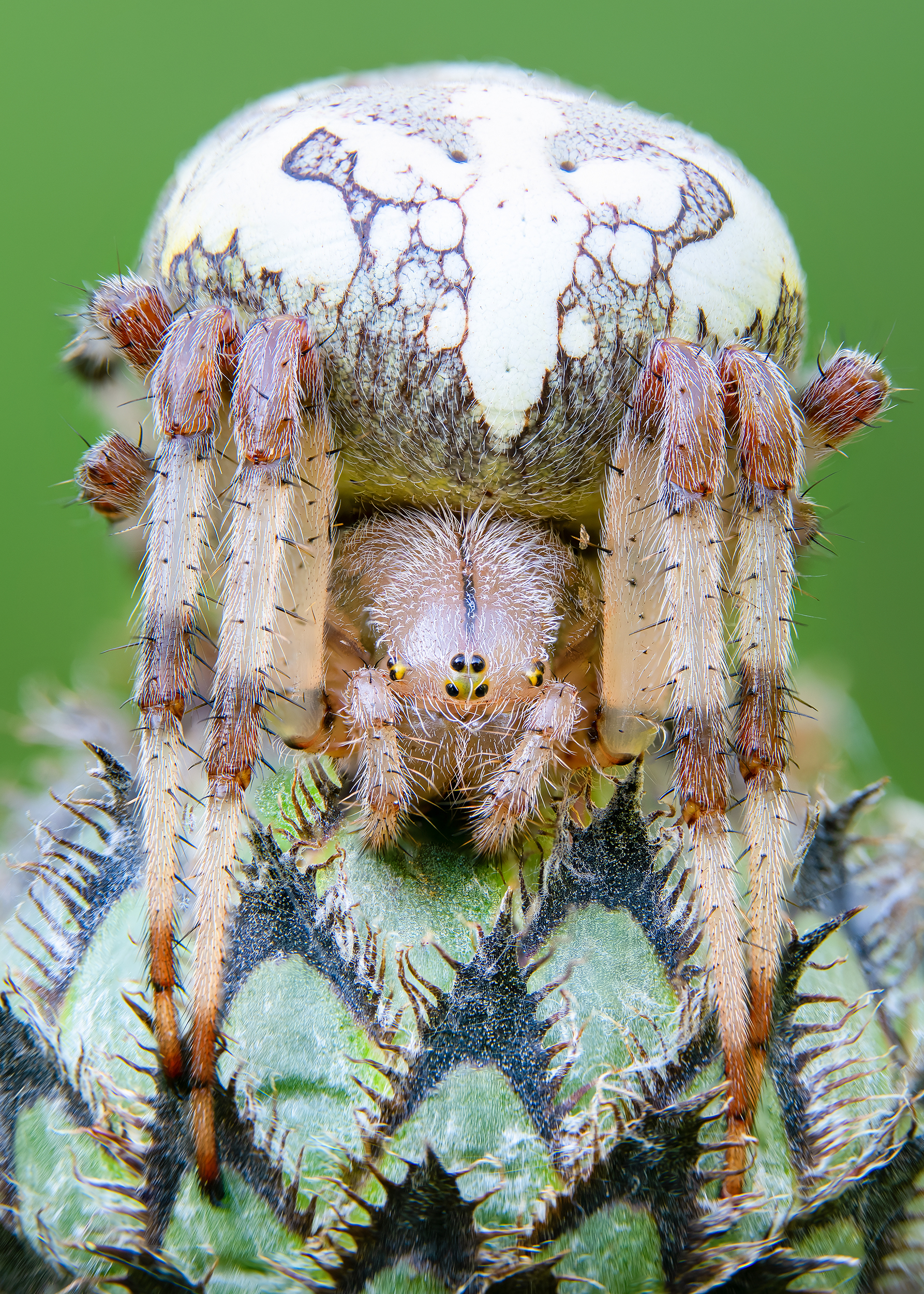 паук, Сумников Алексей