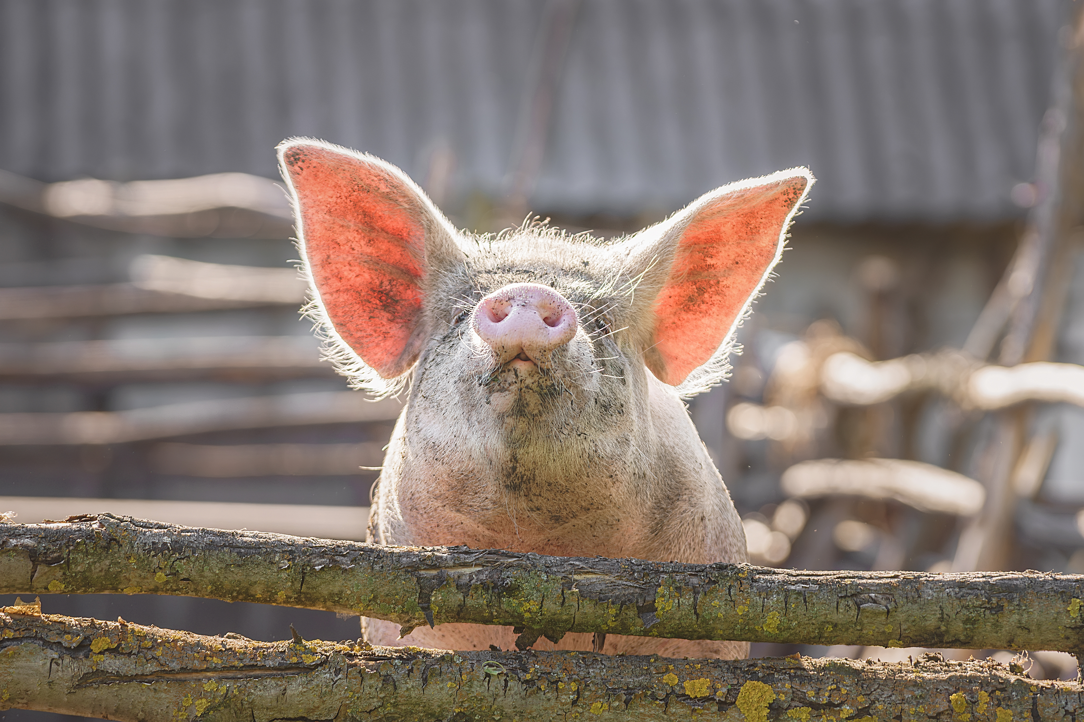 , Корнеев Алексей