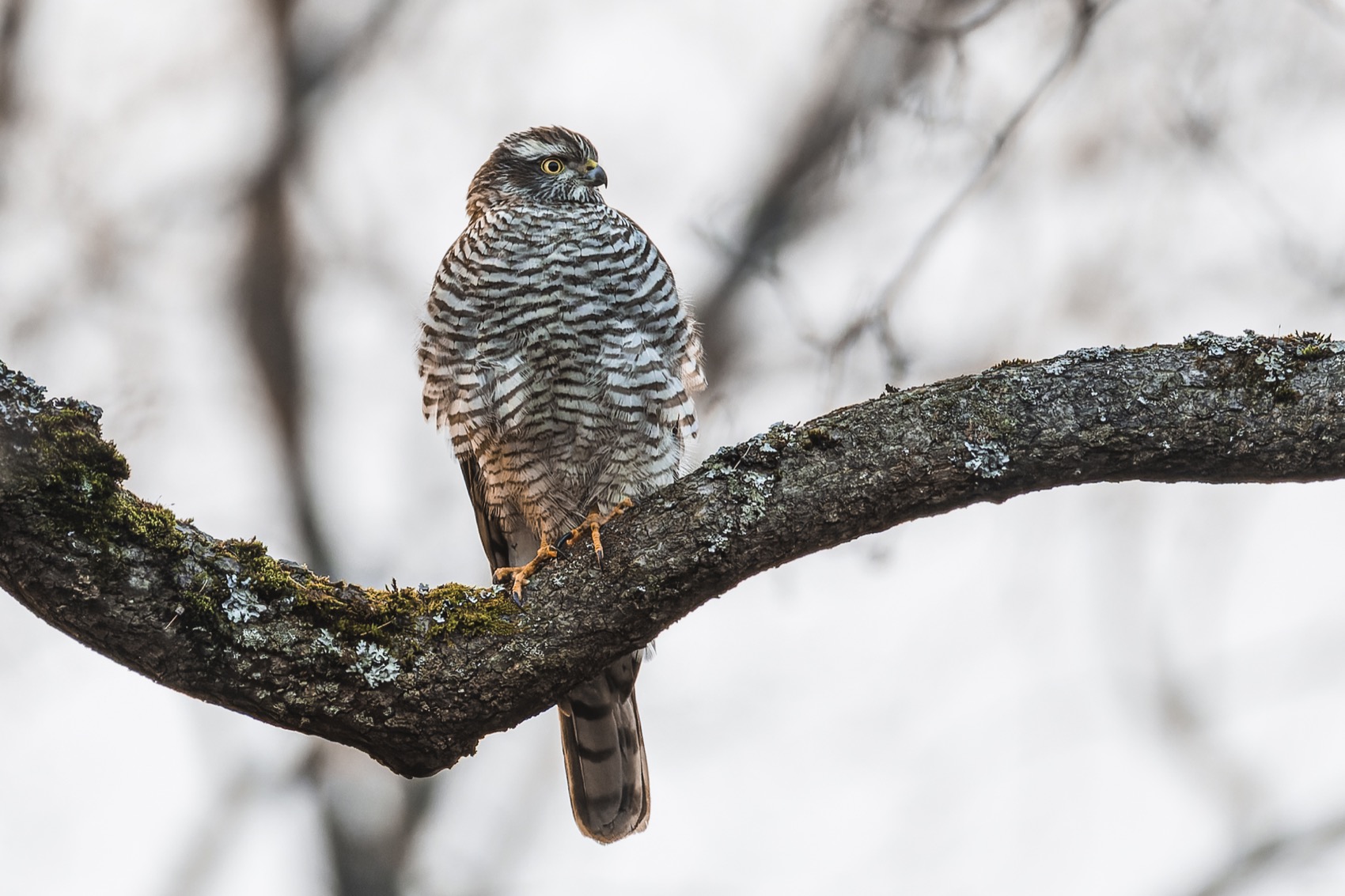 перепелятник, ястреб, птицы, Руслан Pl