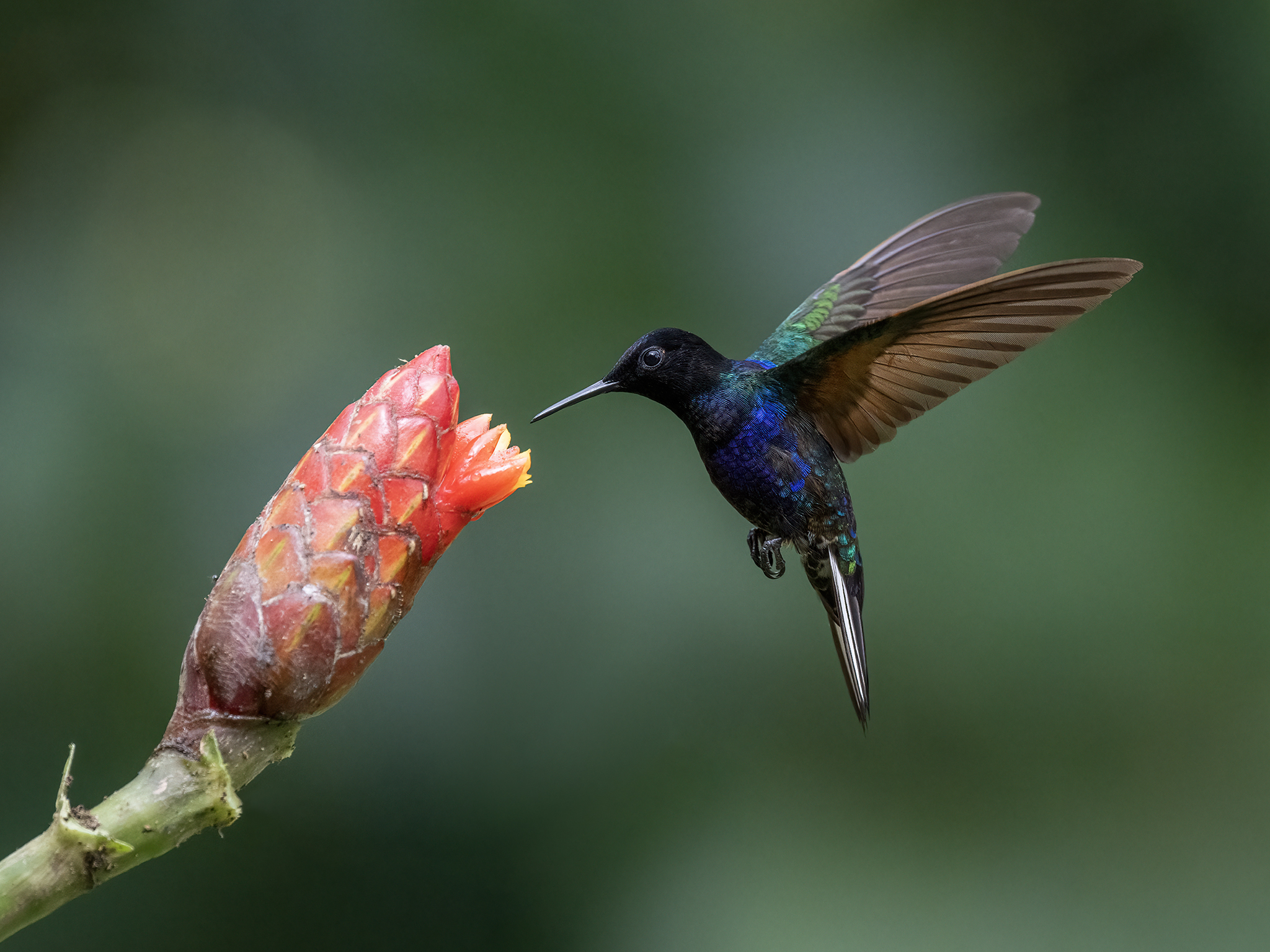 , Fernando Burgalin Sequeira