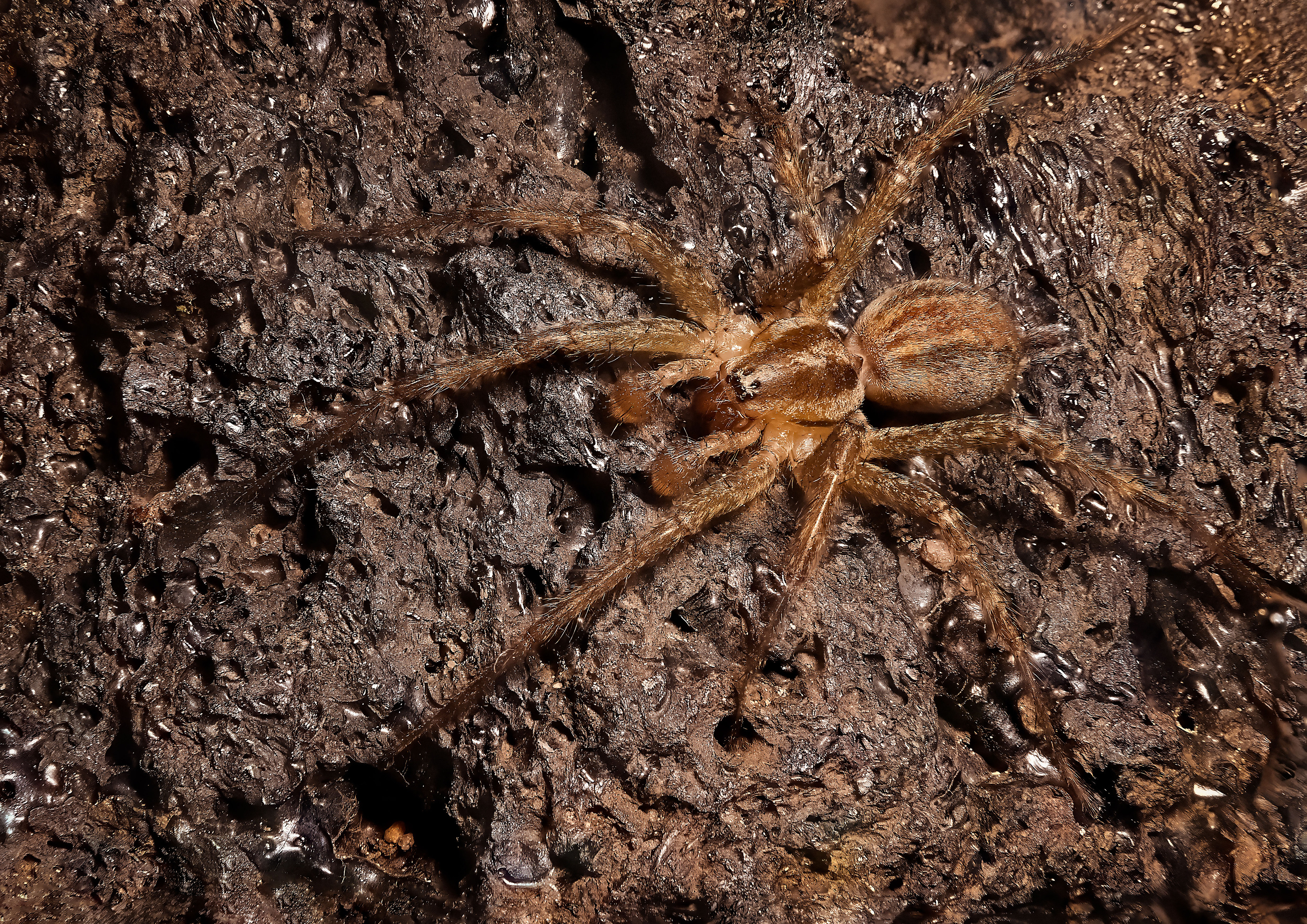 макрофото, макрофотографии, фотомакро, насекомые, макромир, макрофотограф, макроаддикт, макро_мир, naturelovers, naturelover, naturephotography, macrolove, macro_love, biodiversity, macrophotography, macro, macronature, entomology, arthropods, arthropod, ,  Stephane