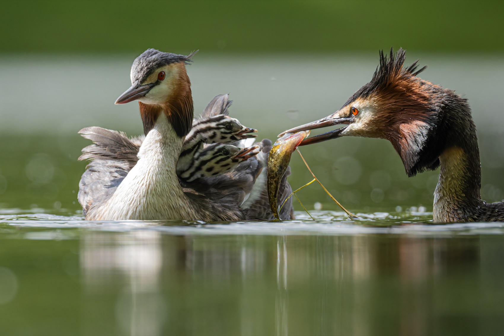 чомга, птенцы, птицы, поганка, большая поганка, Руслан Pl
