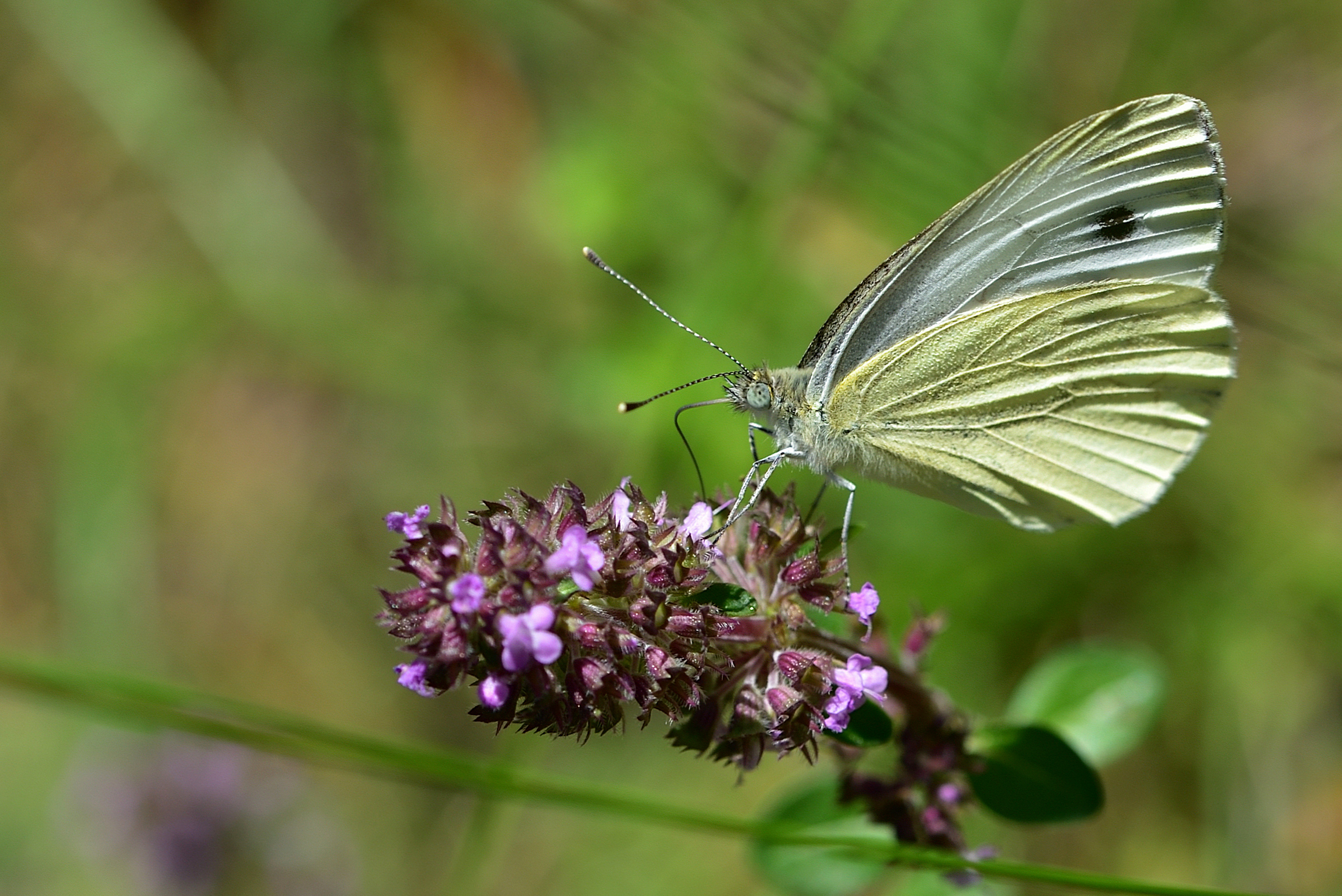 , Корнейчук Игорь