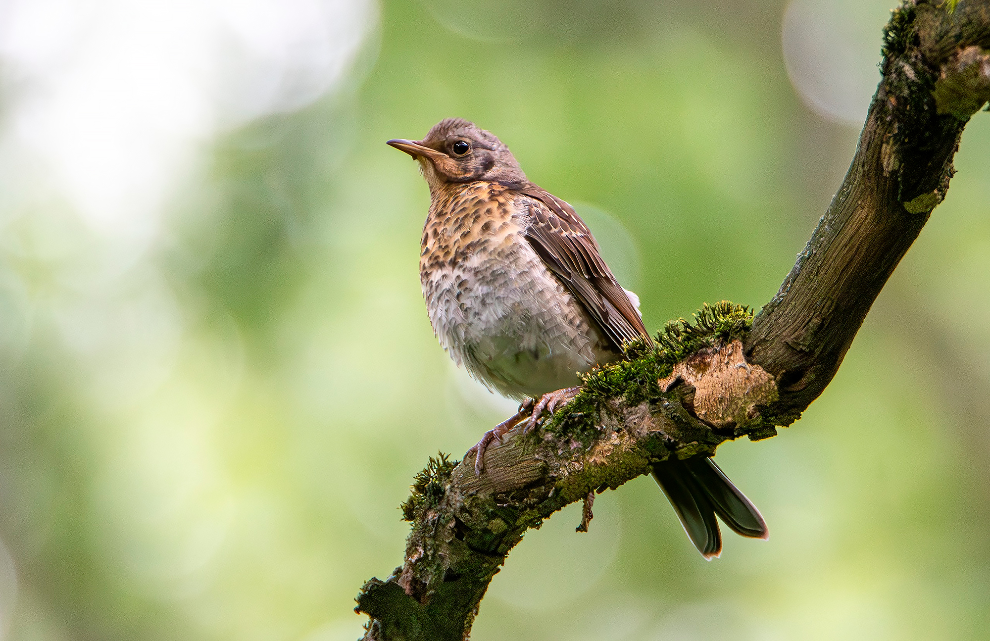 , Молодкин Дмитрий