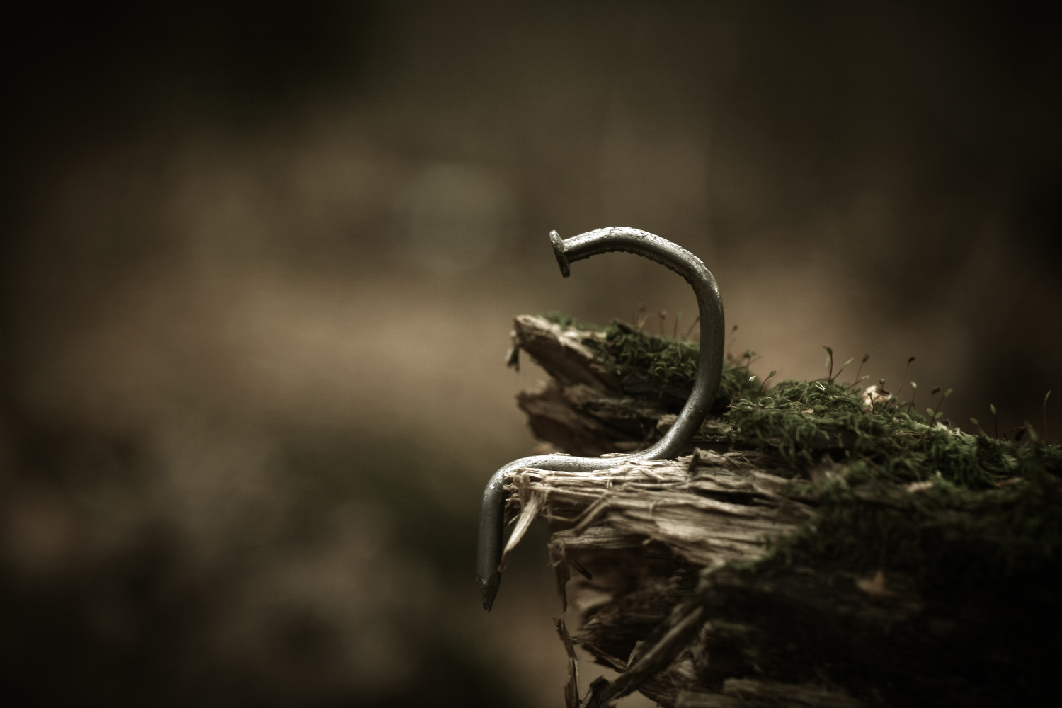 природа, лес, гвоздь, гвозди, Александр Азаренков