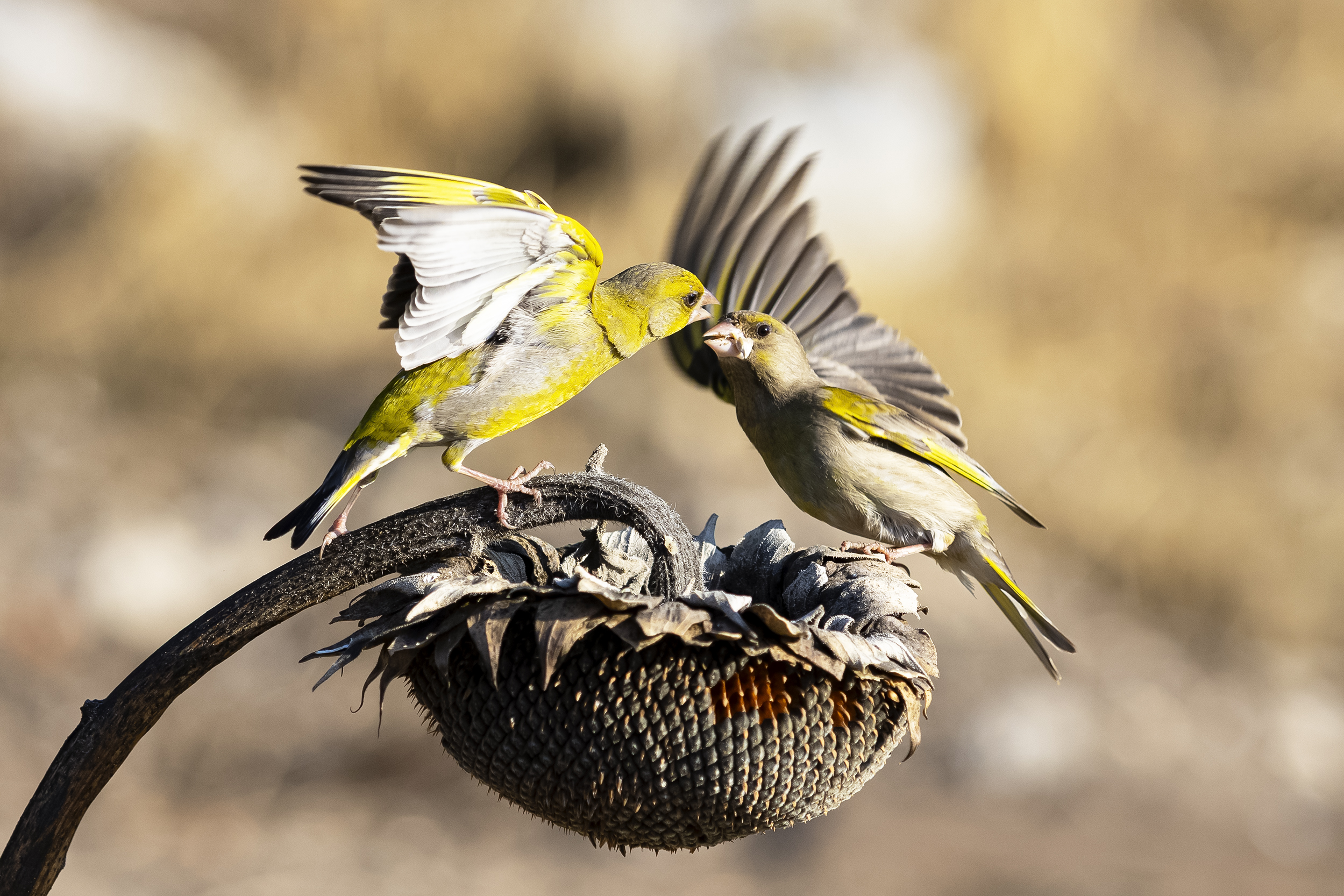 природа, Валерий Черняк