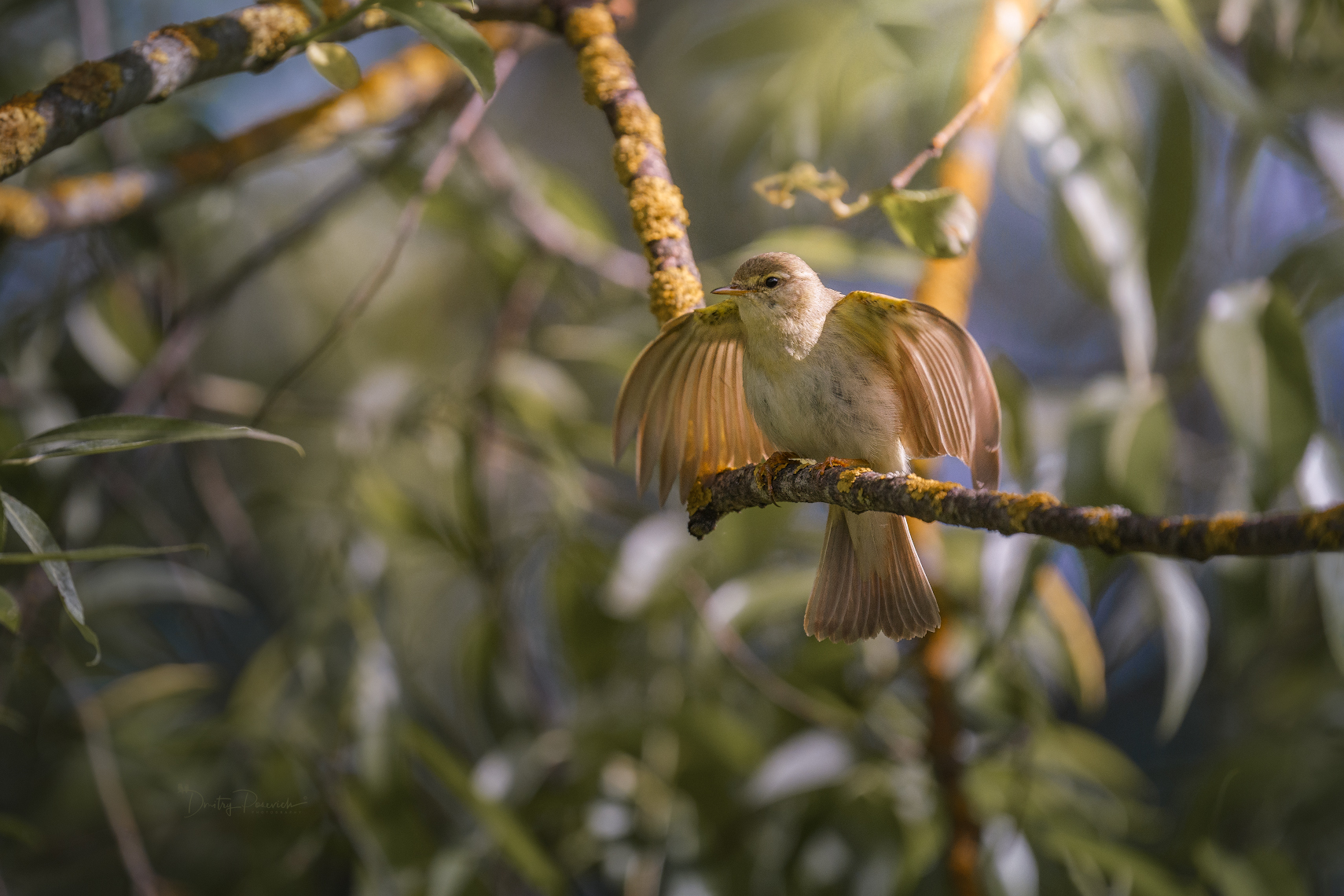 природа, лес, поля, огороды, животные, птицы, макро, Дмитрий Посевич