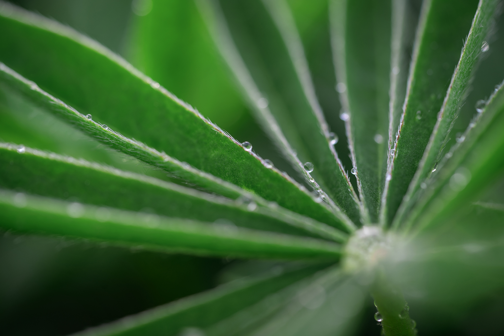 люпин, цветы, растения, природа, крупный план, Завьялова Людмила