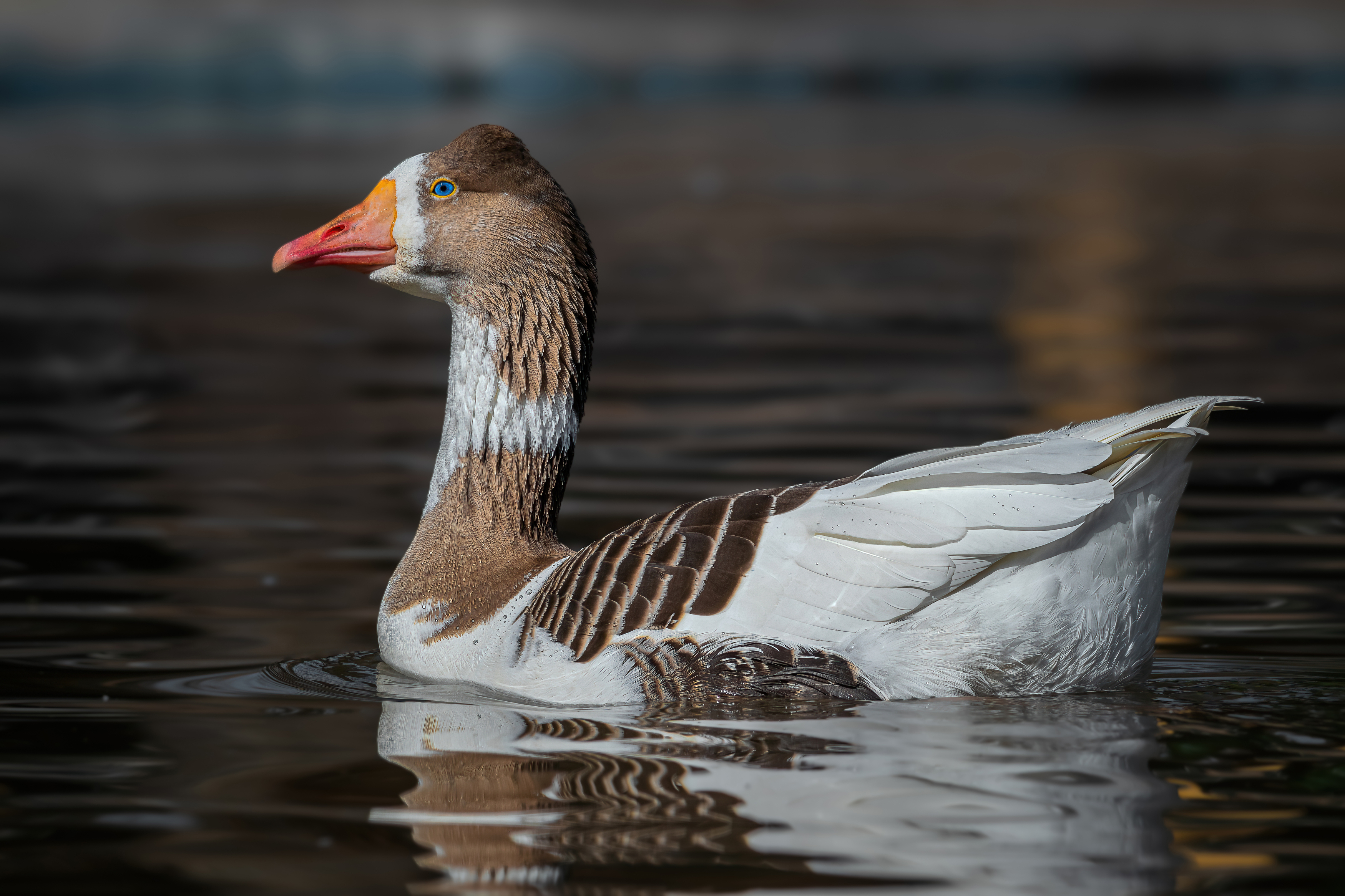 , Mahdi Reihani Bozorg