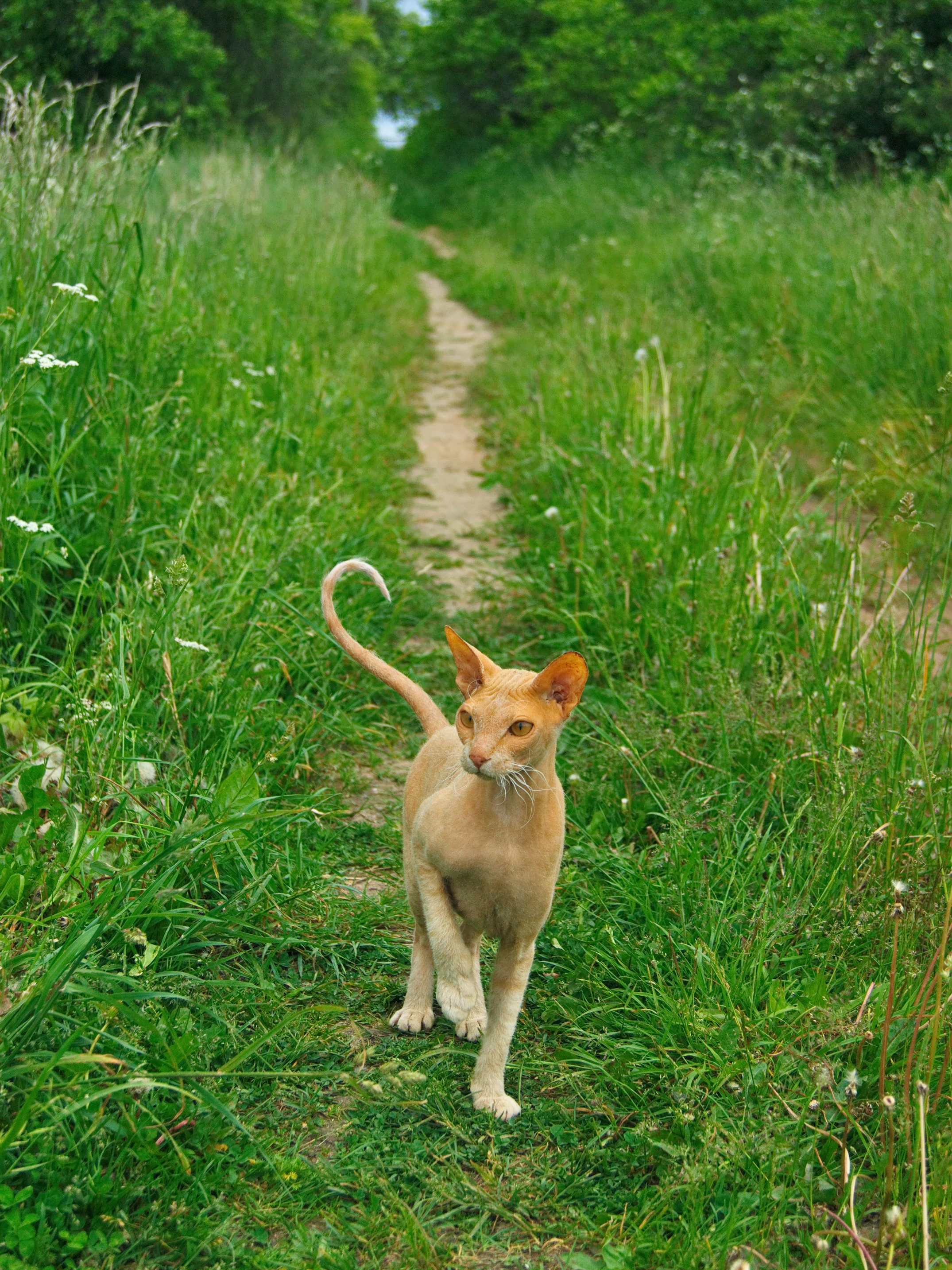 кот, просто кот, Виктор Гурков