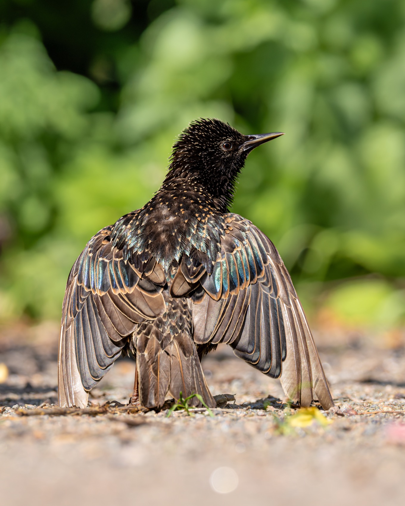 солнцевание, скворец, птицы, Руслан Pl
