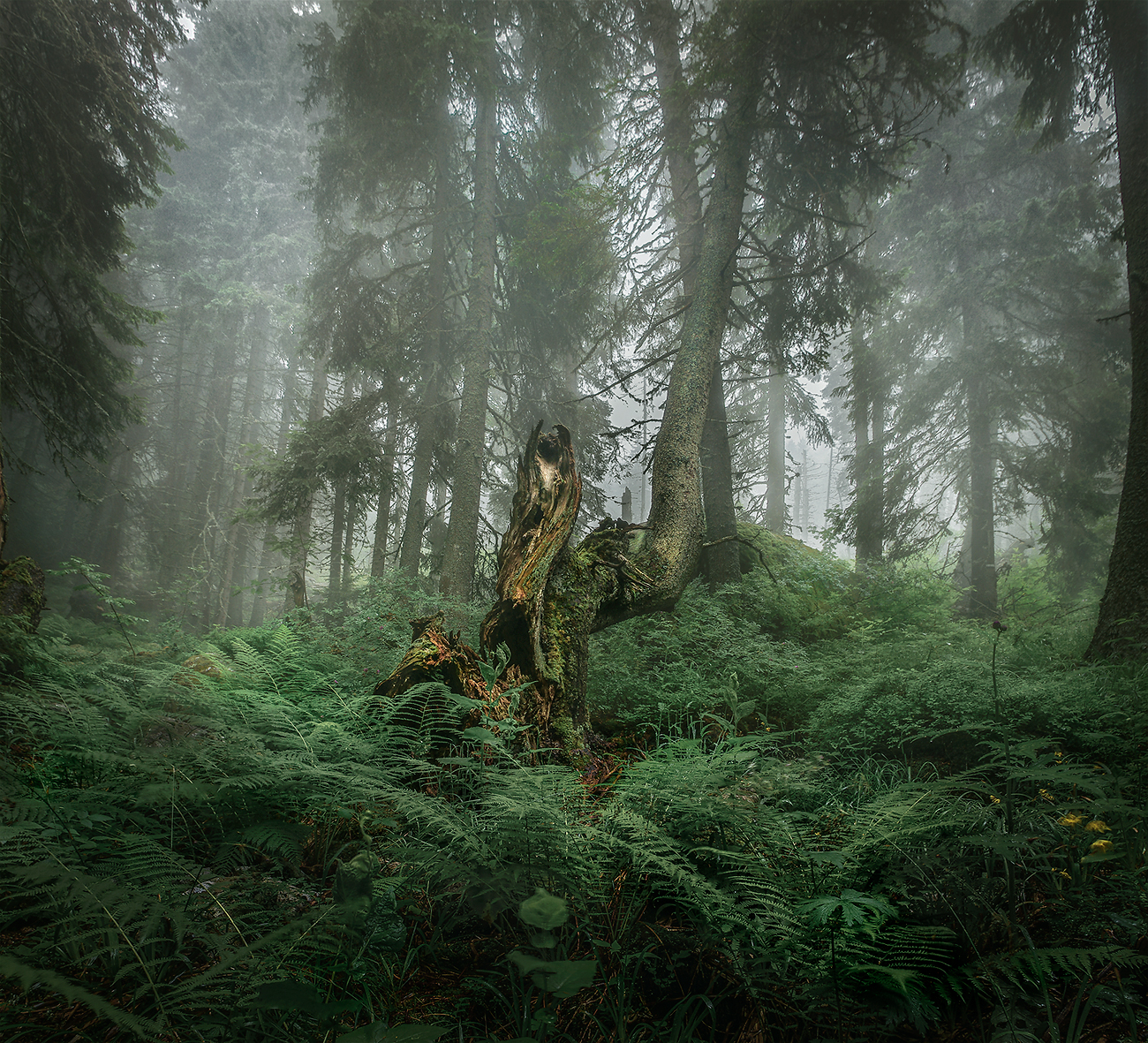 landscape, nature, scenery, forest, wood, trees, mood, mist, misty, fog, foggy, mountain, vitosha, bulgaria, туман, лес, Александър Александров