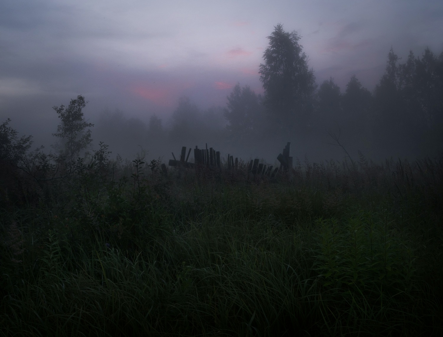 лес, свет, вечер, природа,, Баранов Олег