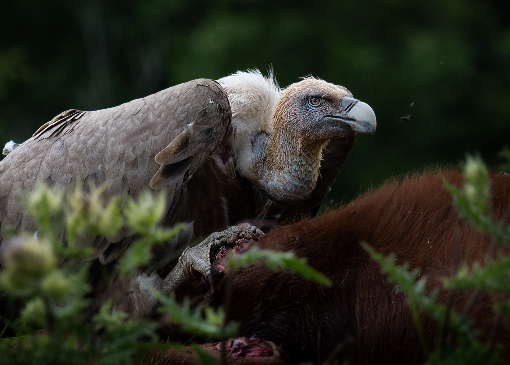 , Андрей Родионов