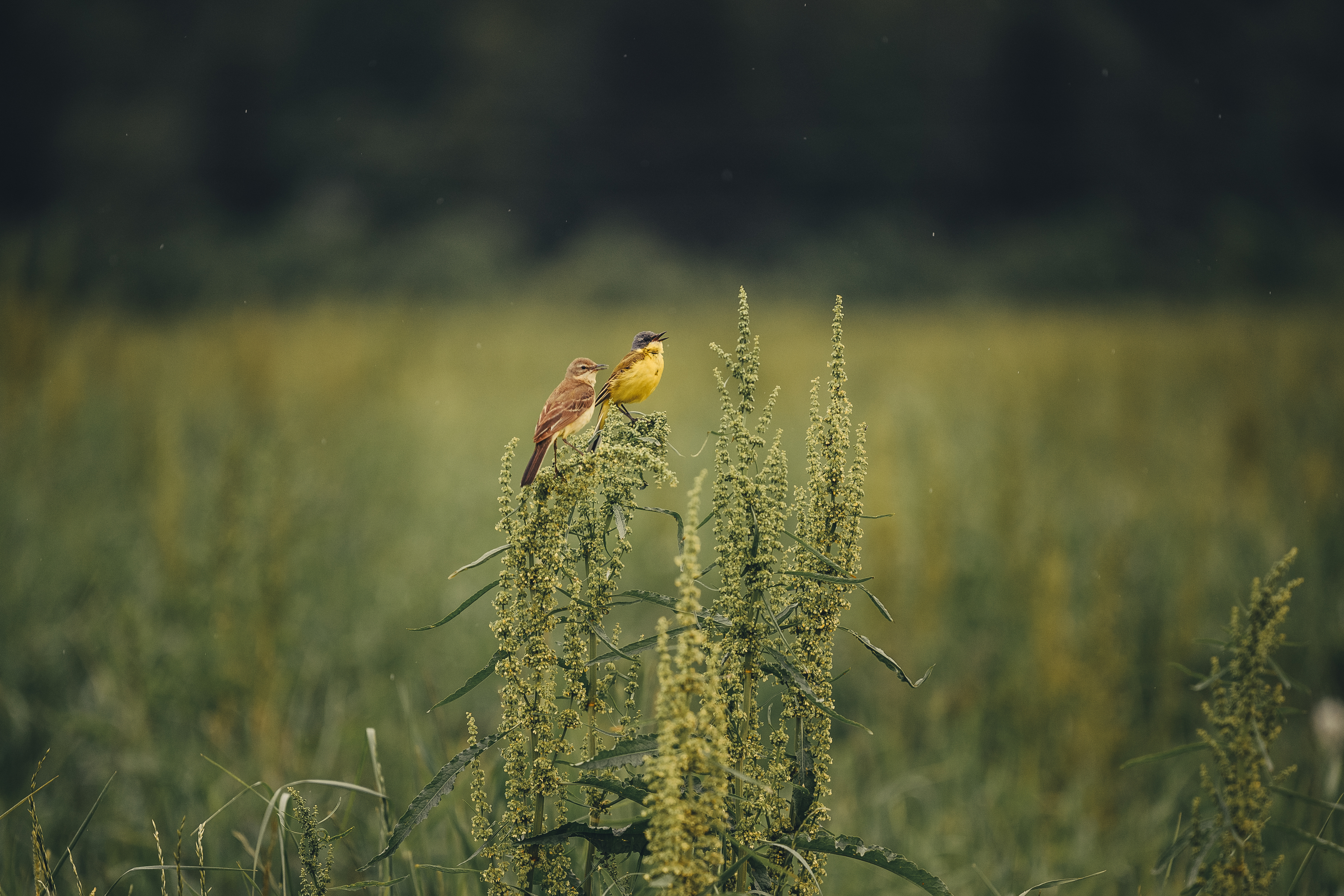 , Мороз Ирина