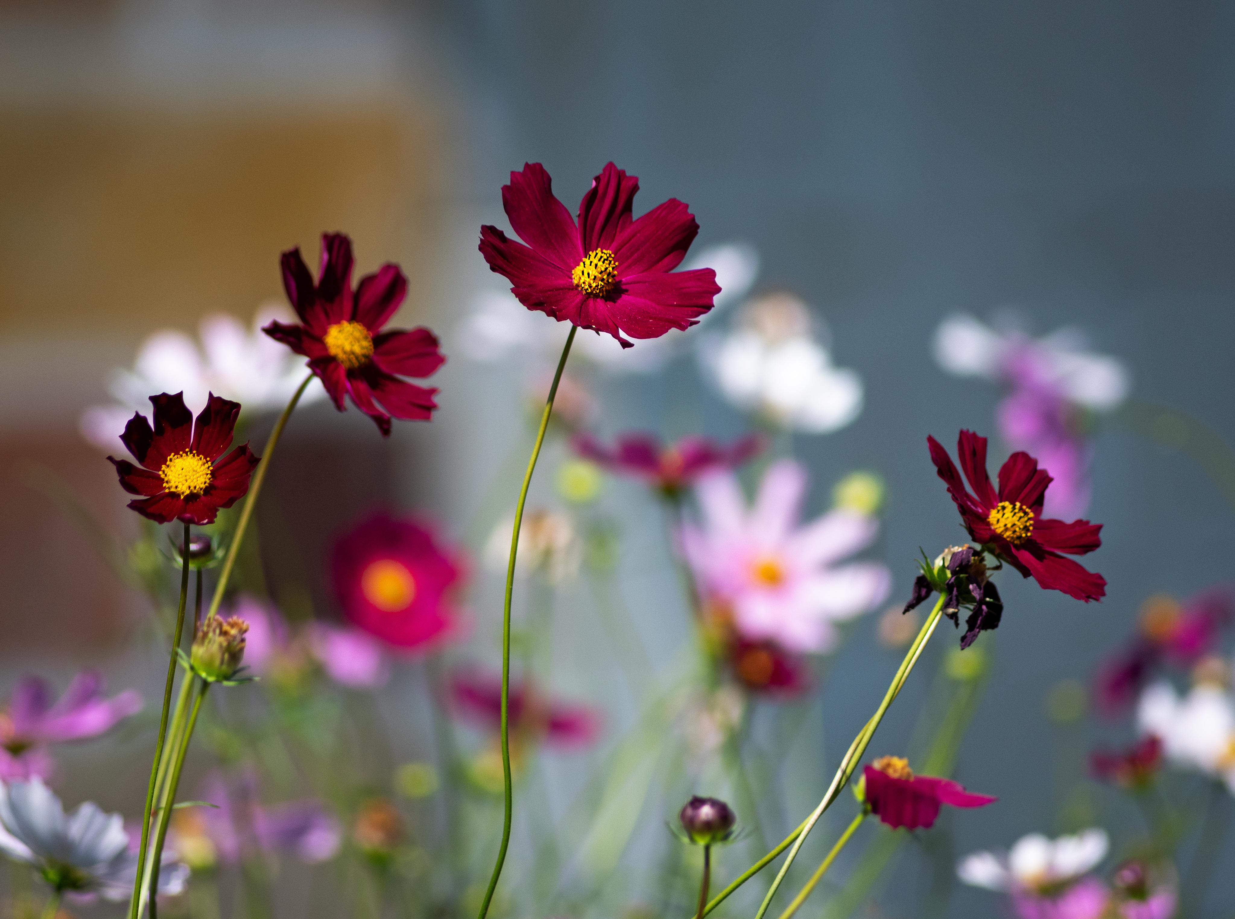 , Куликова Ирина