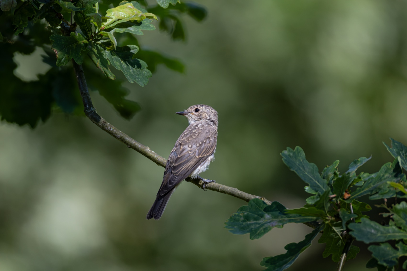 серая мухоловка, мухоловка, птицы, Руслан Pl