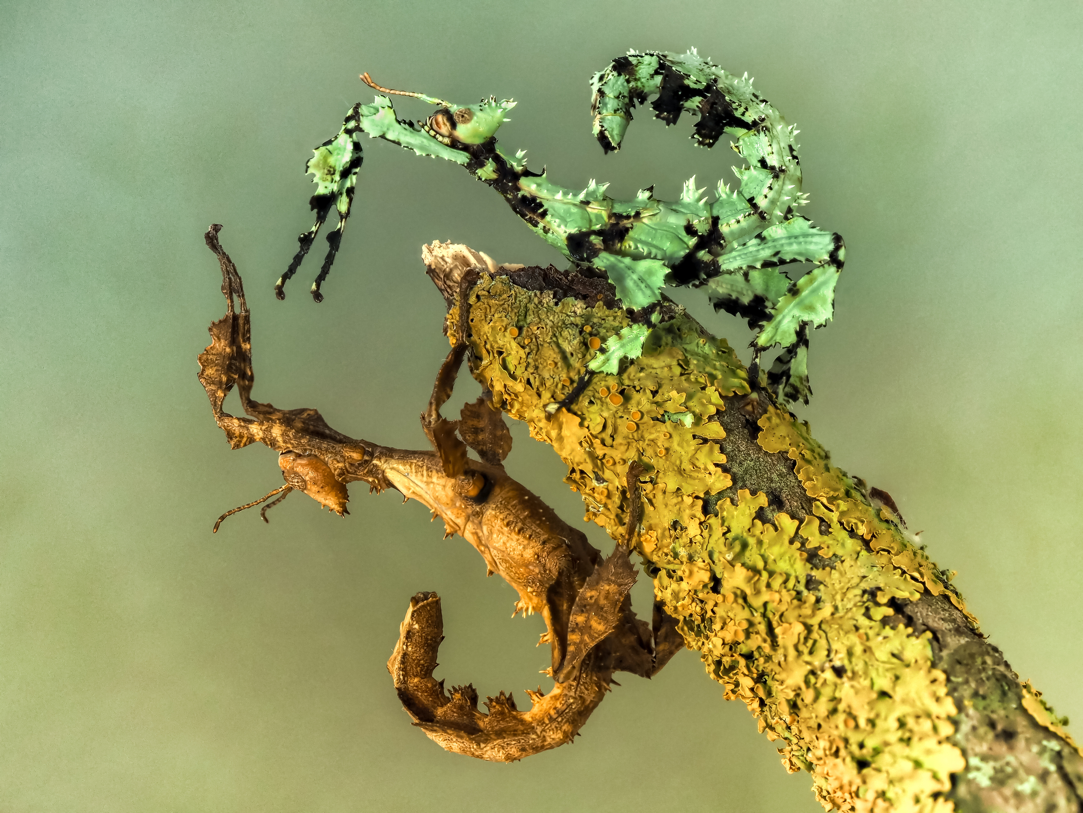 , Олег Савицкий