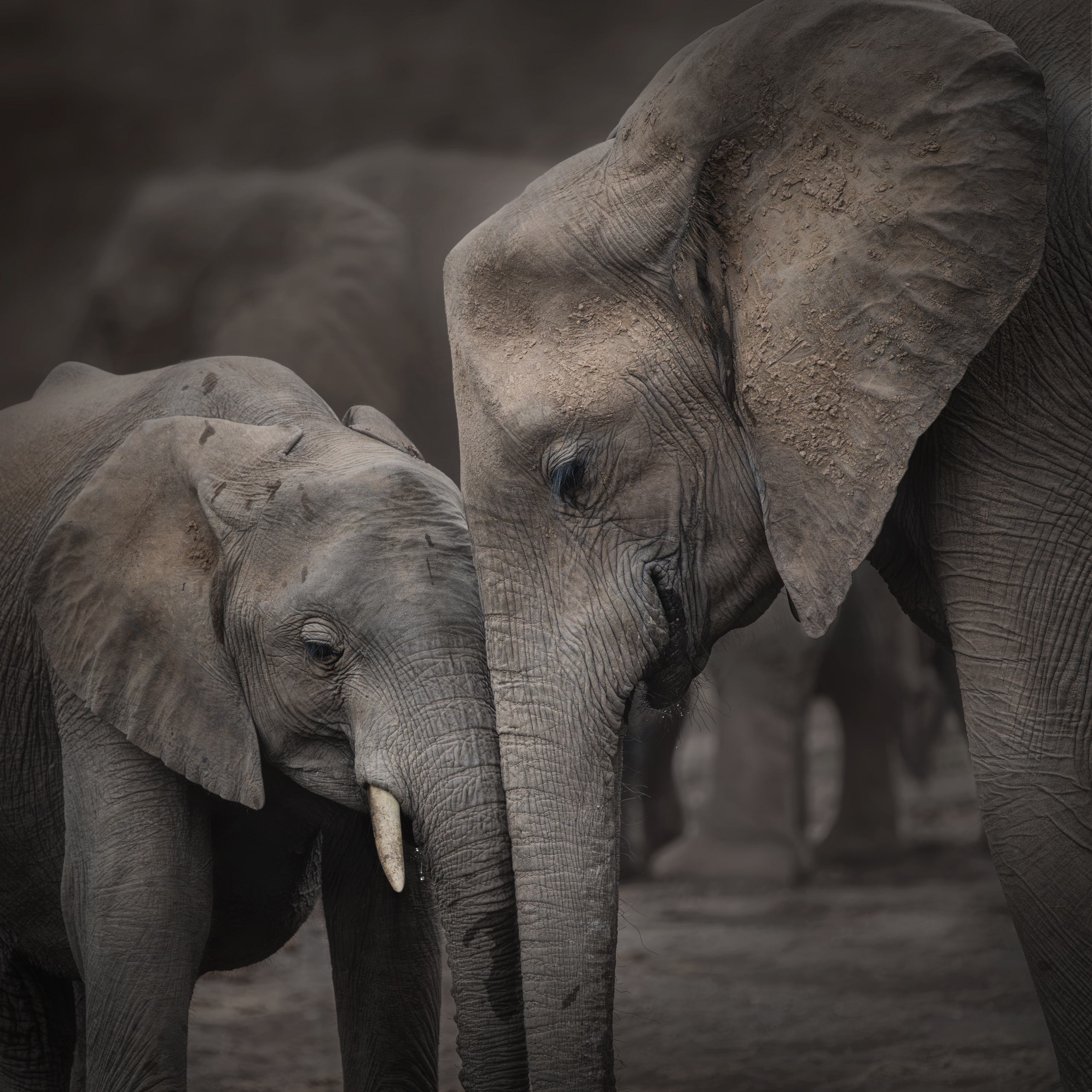 worldphototravels, mikereyfman, wildlifephotography, naturephotography, photoworkshop, photosafari, Майк Рейфман