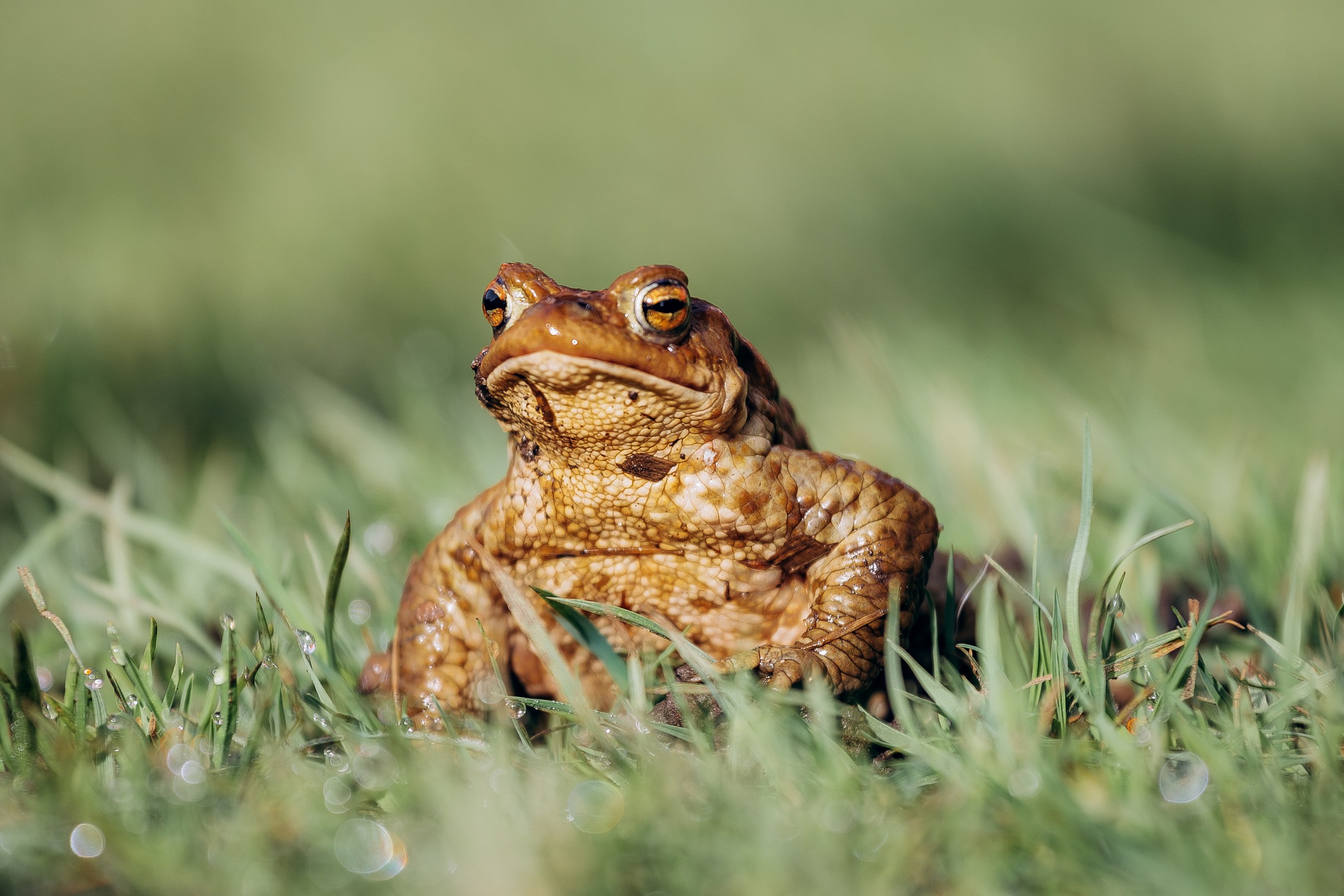, Сергей Белокуров