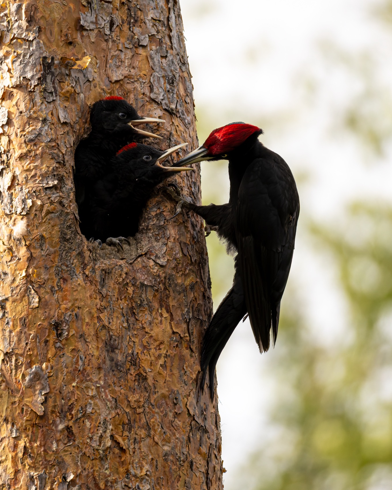 желна, черный дятел, дятел, птенец, птицы, Руслан Pl