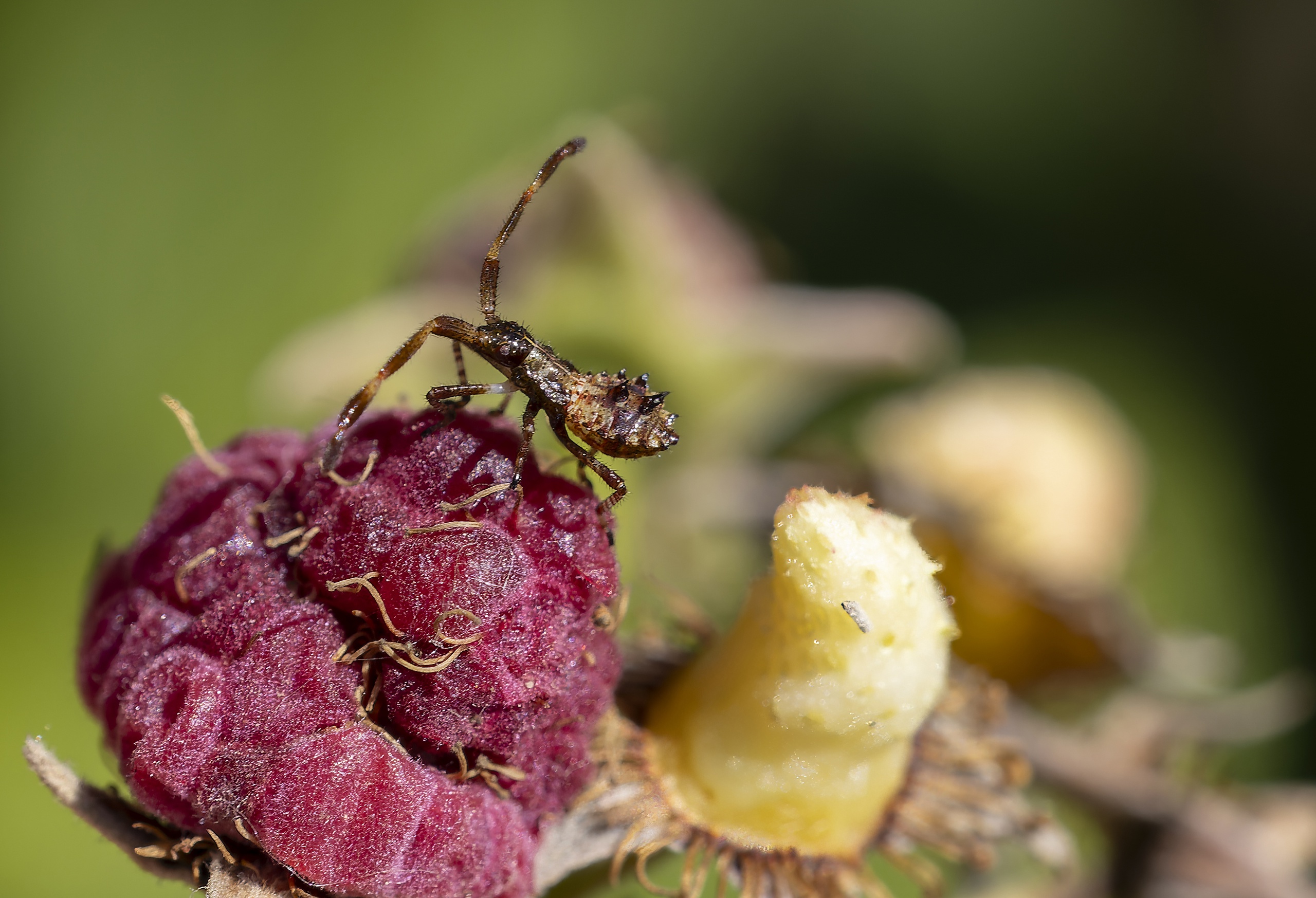 ягодный клоп, личинка, малина, макро, Широких Александр