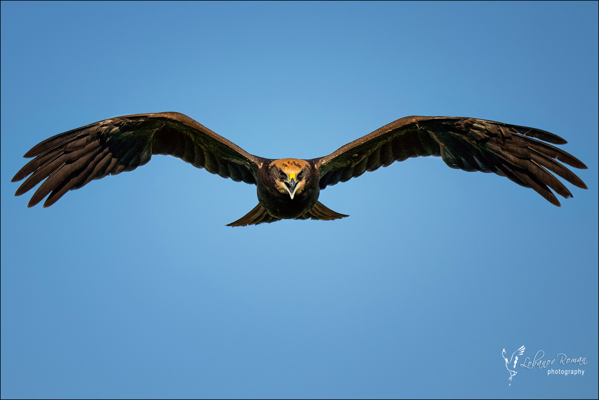 , Лобанов Роман