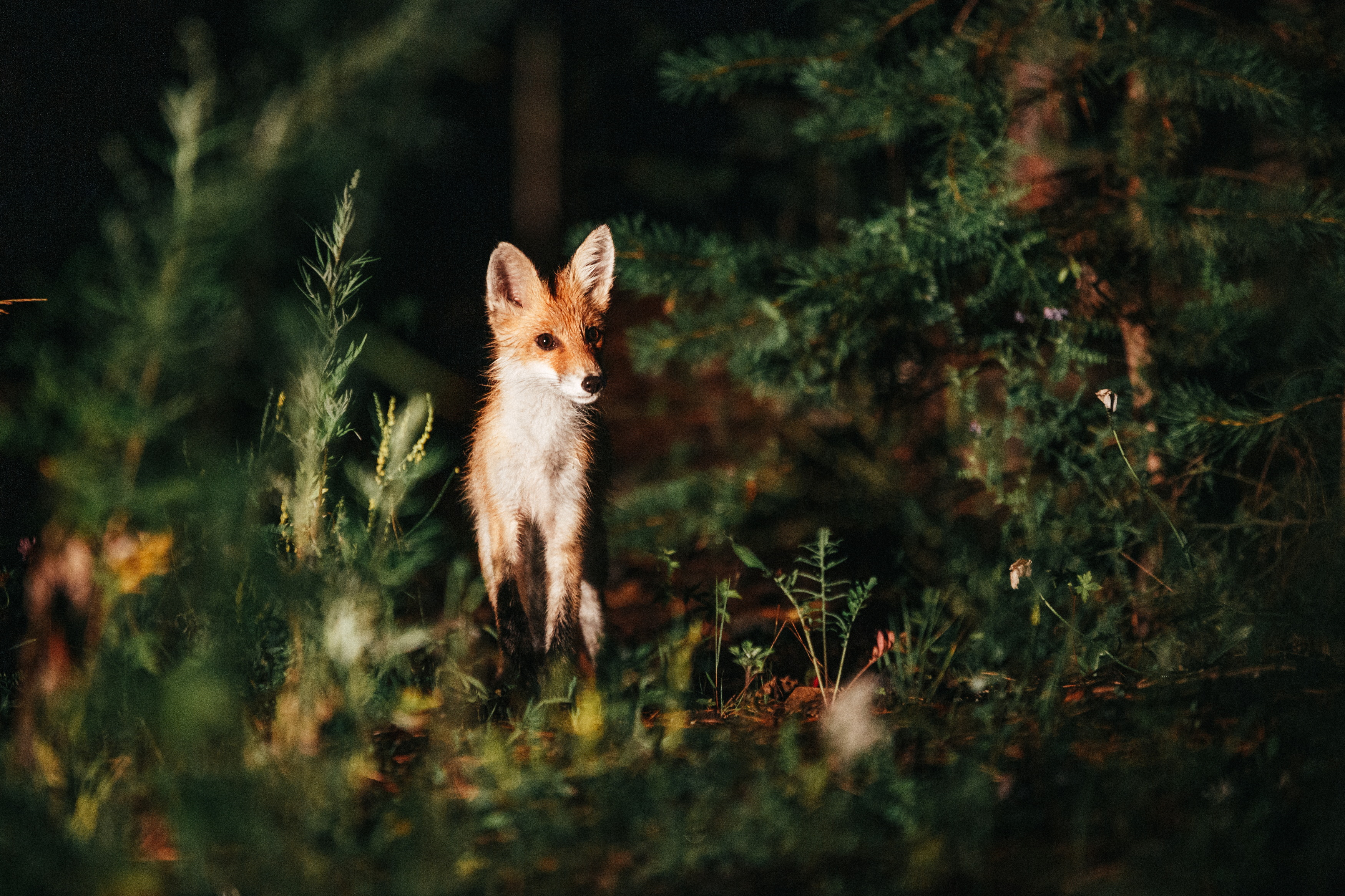 , Виктор Гагарин