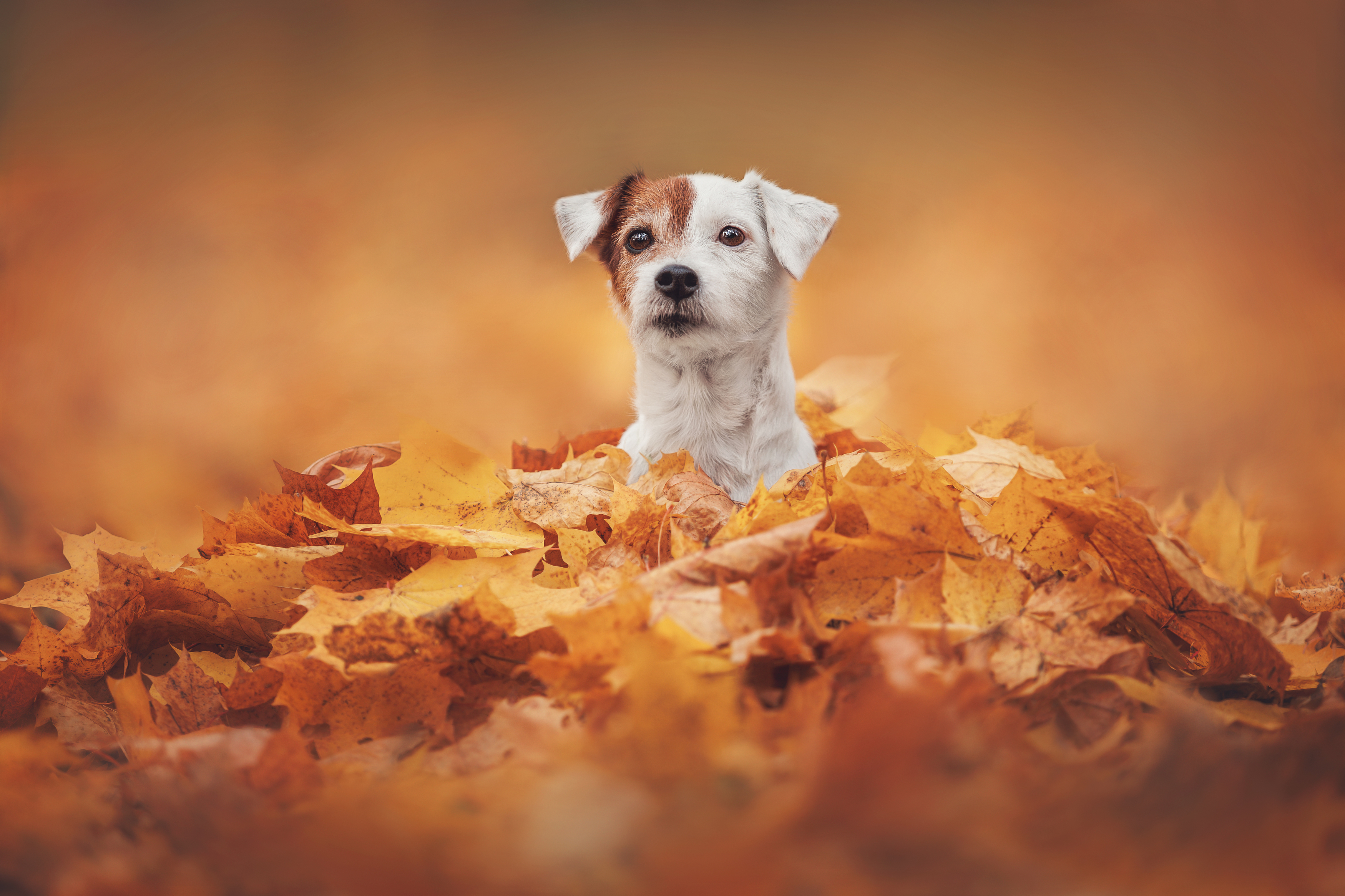 , Яна Нарбутович