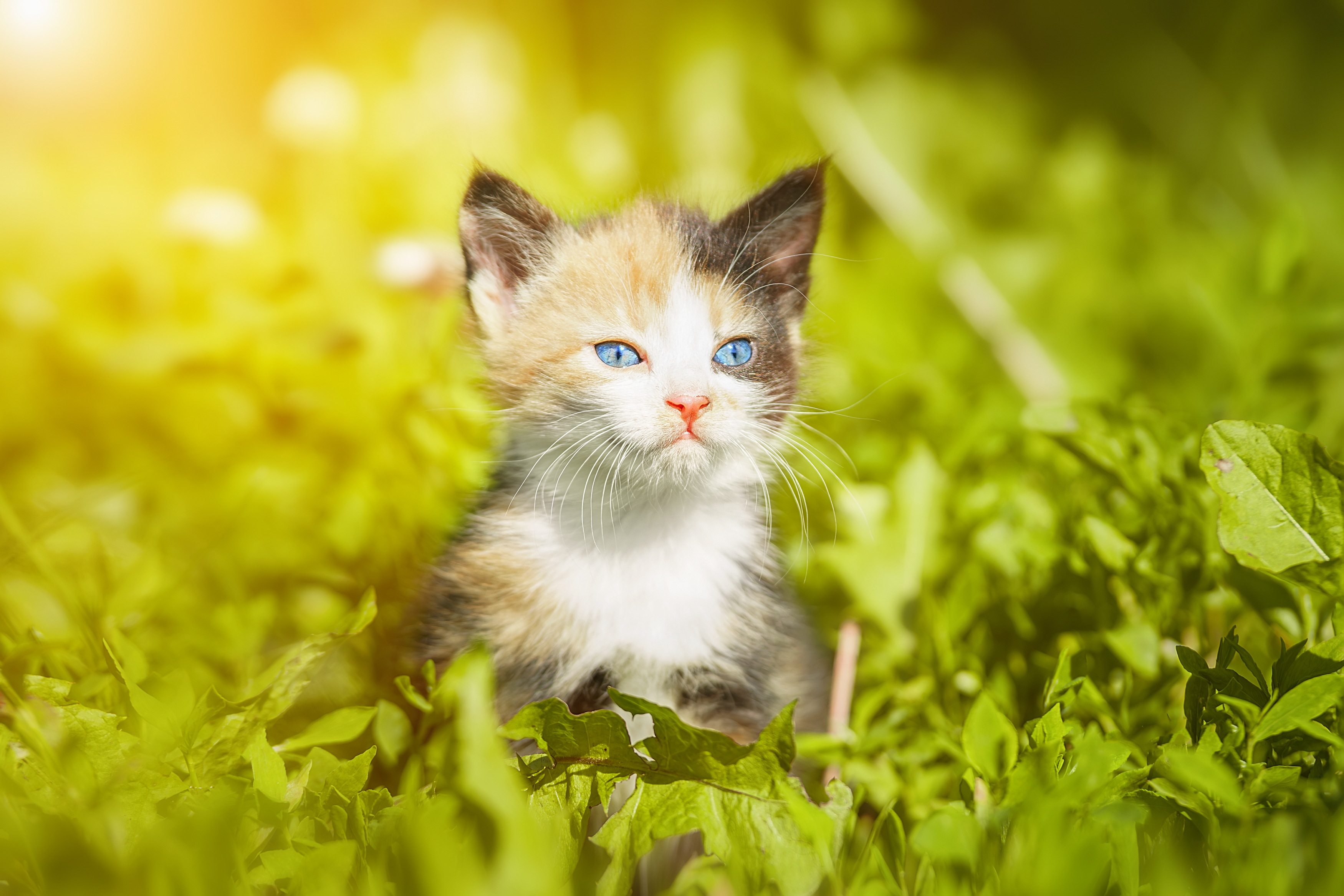 , Корнеев Алексей